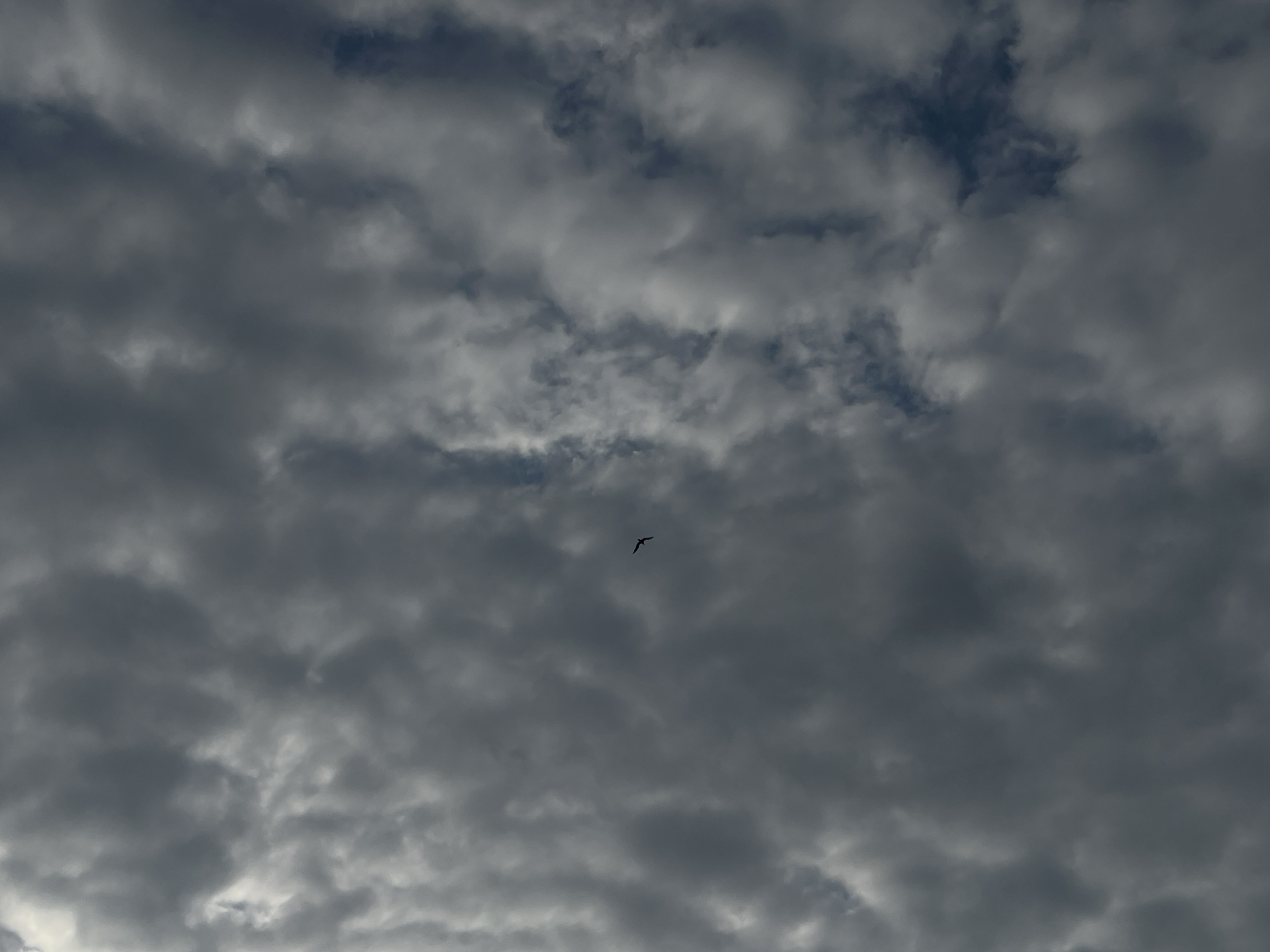 A lone bird is seen flying against a backdrop of dark, ominous clouds. The image appears to have been taken from below, looking up at the sky. The clouds are thick and textured, with some lighter patches suggesting sunlight breaking through. The bird is a small, dark silhouette, its wings outstretched as it navigates the cloudy expanse. The scene evokes a sense of movement and perhaps a hint of foreboding due to the heavy cloud cover. The specific location within სუფსის თემი, Georgia, is not discernible from the image alone.