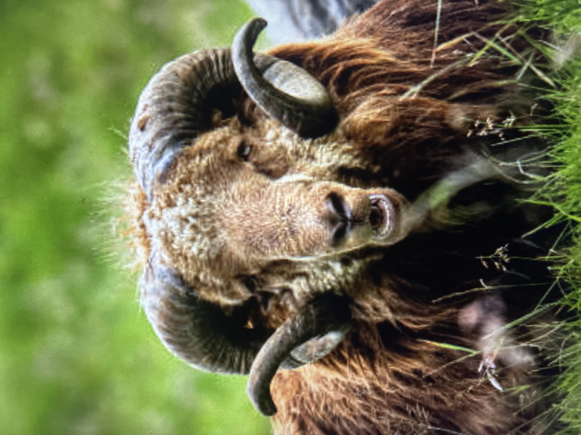 A close-up, vertical portrait captures a magnificent horned animal, likely a tahr or a similar species, in a natural outdoor setting, possibly in the mountainous regions near Asenovgrad, Bulgaria. The animal dominates the frame, facing directly towards the viewer with an alert and calm expression. It possesses a thick, shaggy coat, predominantly dark brown on its body and a lighter, dusty brown or tan shade around its face and neck.
Its most striking features are the large, robust horns that curl backward and slightly outwards from its head, exhibiting distinct ridges and a dark, textured surface. The animal has a dark muzzle and watchful eyes, with a subtle wisp of breath visible emanating from its nostrils. The background and parts of the foreground are filled with vibrant, out-of-focus green grass, suggesting a lush, verdant environment such as a hillside or pasture. The natural, bright lighting indicates the photo was taken during the daytime. No text is visible in the image.