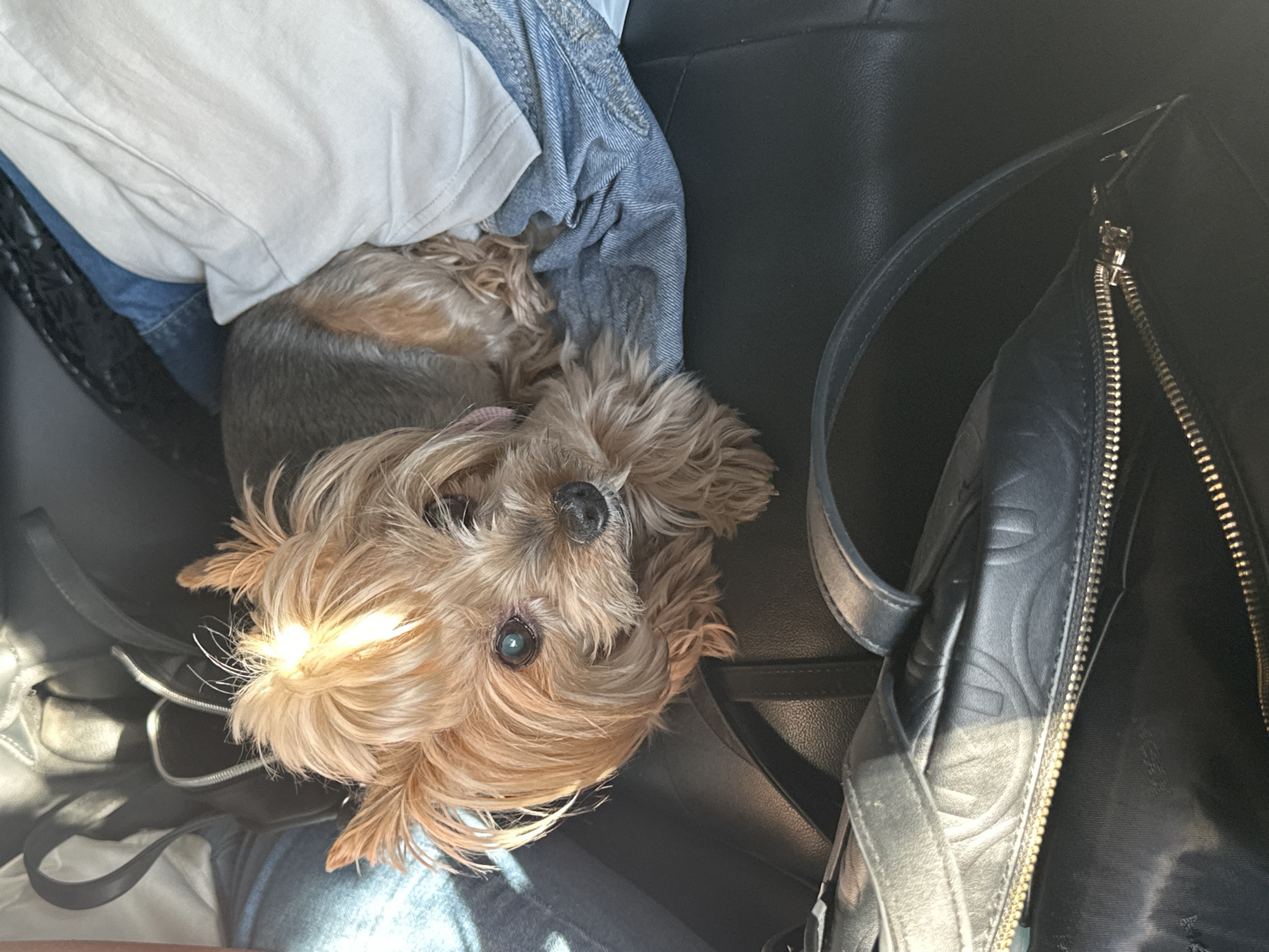 A small, light brown Yorkshire Terrier dog lies on a black leather car seat, facing the camera. The dog's head is slightly tilted, its eyes are open, and its nose is visible. To the left of the dog, there is a white t-shirt and a blue jean jacket. To the right is a black leather handbag. The location is not possible to determine as no information about the location in Montana, Bulgaria is available in the image.
