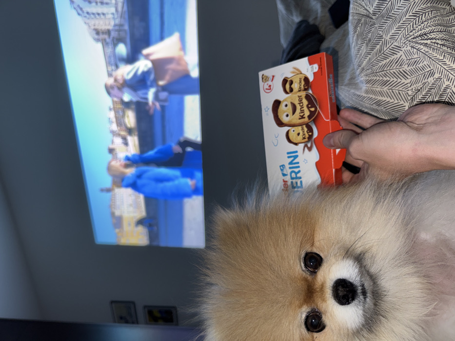 A Pomeranian dog with a black nose, tan fur, and dark eyes looks at the viewer. A hand holds a box of Kinder Ferrero products next to the dog. In the background, a flat screen displays an image of people on a city street near buildings. The scene is indoors.