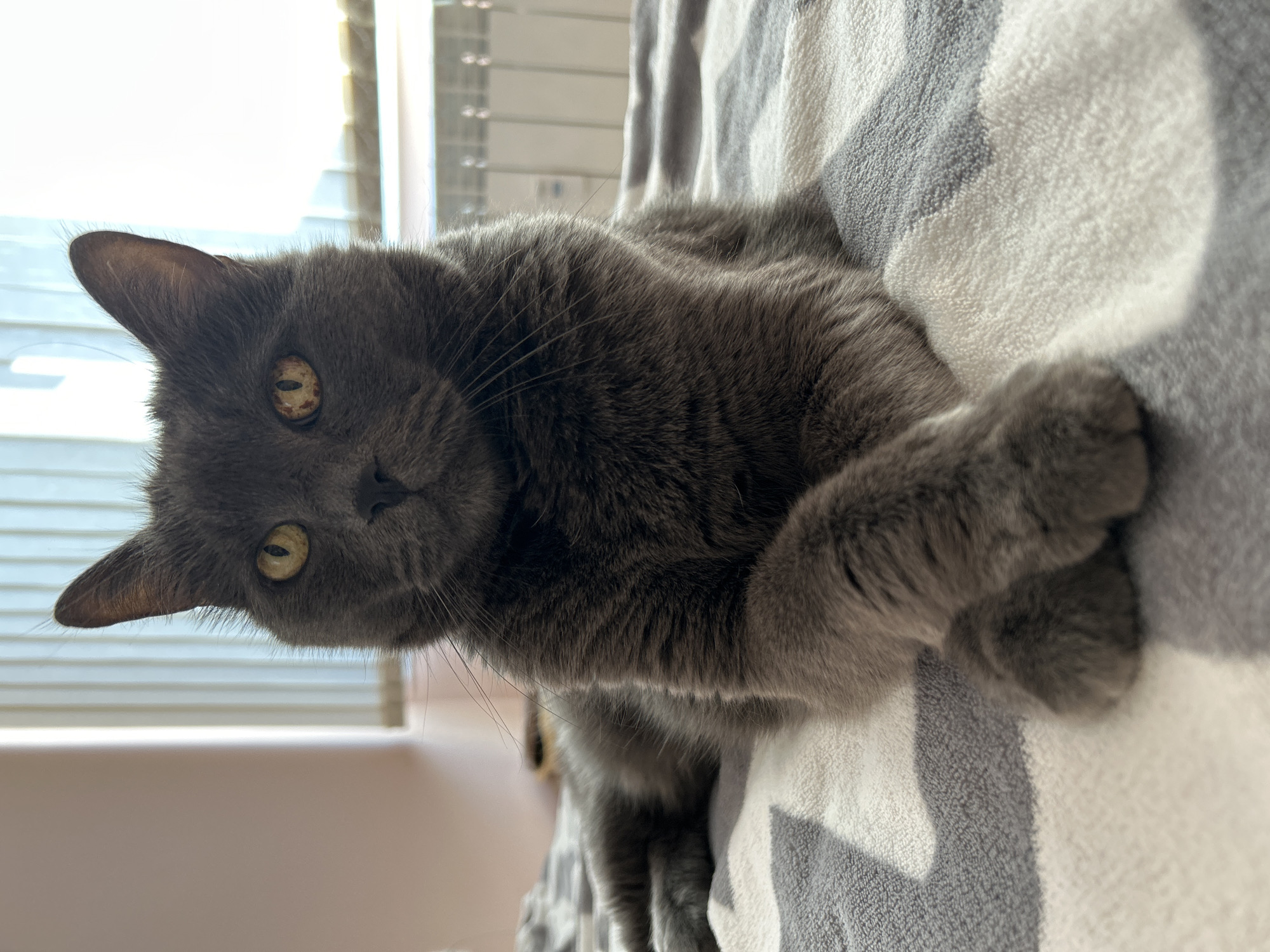 A gray cat with yellow eyes lies on a gray and white striped blanket. A window with blinds is visible in the background. The location is unknown.