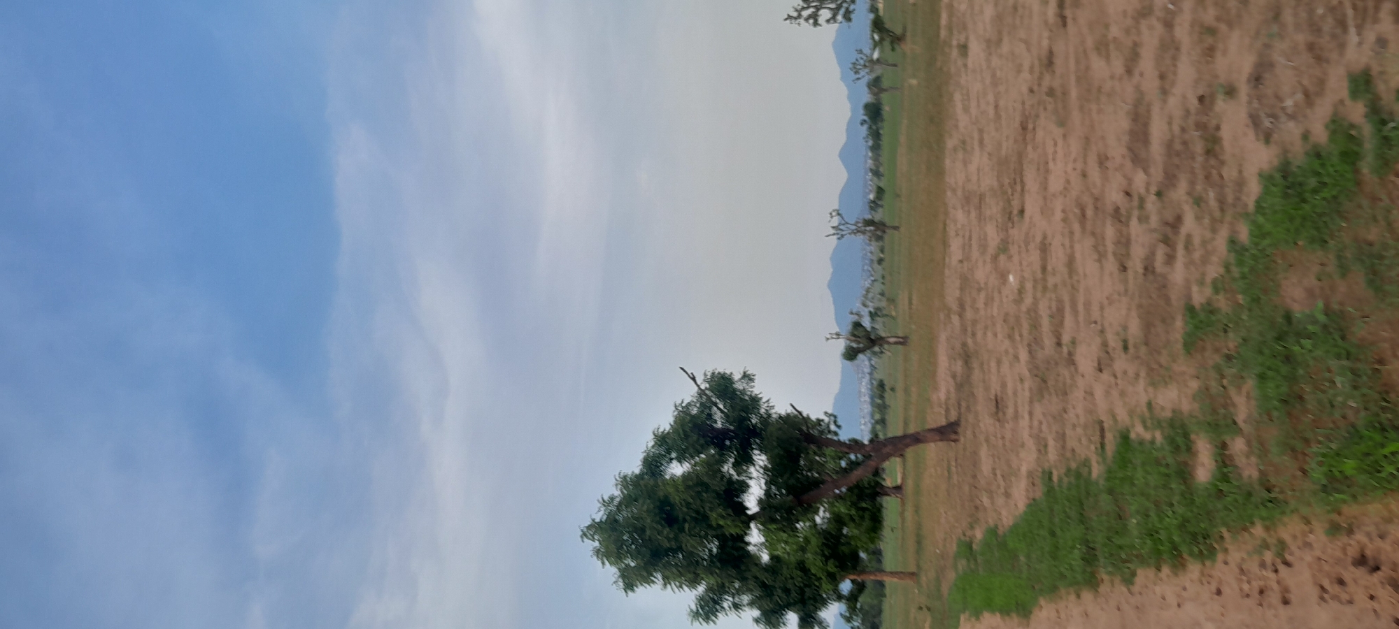 The image depicts an outdoor landscape scene in Jauro Yinu, Nigeria. The foreground is dominated by a dirt path on the left, bordered by a strip of short green grass. Beyond the path and grass, the ground transitions to dry, sandy soil with patches of sparse vegetation. Several trees are scattered across the midground, including a prominent, leafy green tree on the left with a thick trunk and branches extending upwards and to the right. Other trees in the midground are more sparse, with bare branches. In the background, a hazy line of mountains or hills can be seen against a pale sky. The sky itself is a pale blue with thin, wispy clouds. The overall impression is of an open, somewhat arid environment with scattered trees and distant mountains. There are no people or animals visible in the image, nor any discernable structures or human-made objects other than the path.
