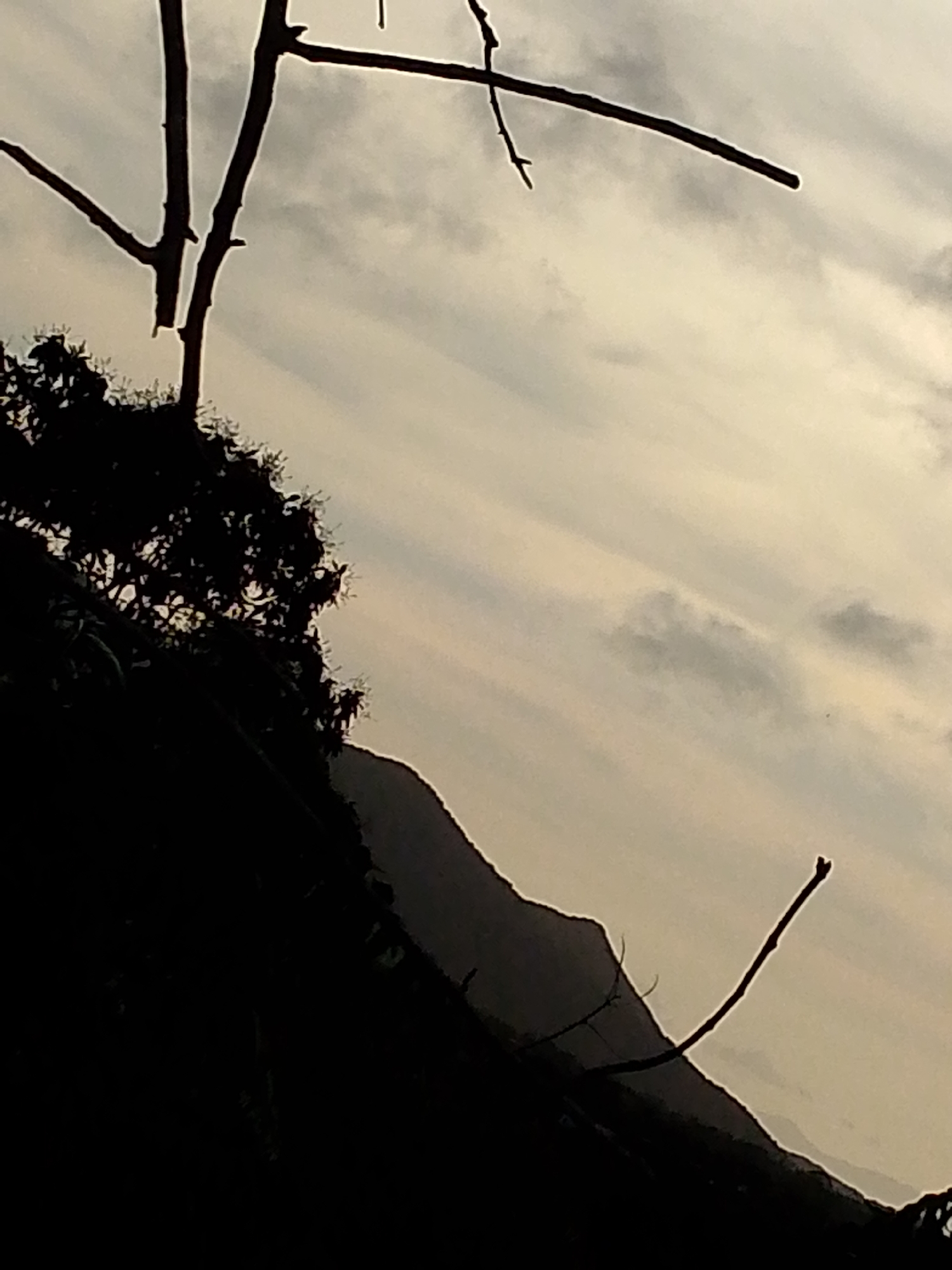 The image shows a landscape in Juan Griego, Venezuela, at either dusk or dawn. The scene is dominated by a dark silhouette of vegetation, possibly a hillside or a densely vegetated slope. Behind the dark mass, a mountain is visible in a lighter shade of gray. Bare tree branches are silhouetted against the sky in the foreground. The sky is overcast with light gray clouds.