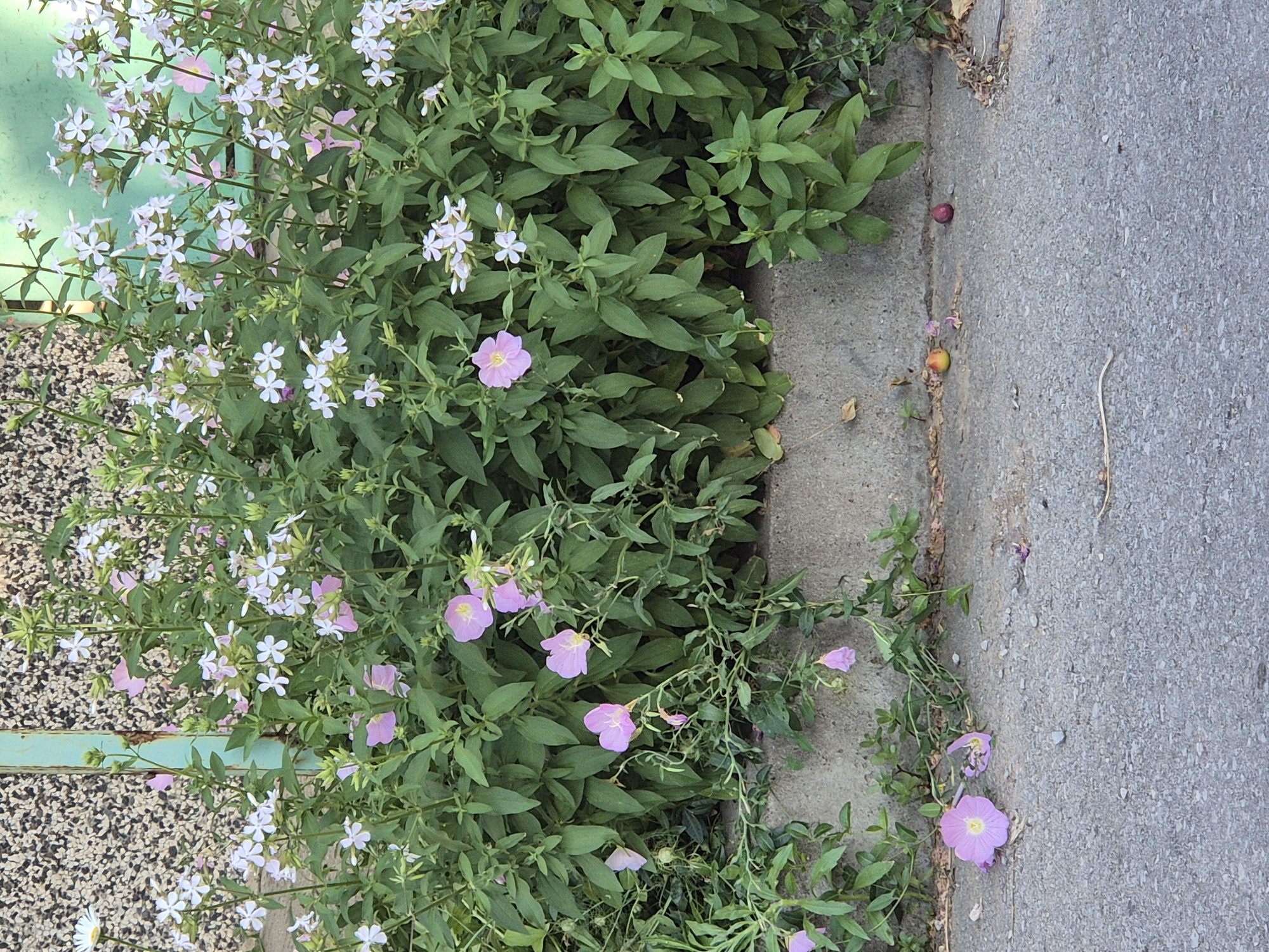 A cluster of delicate pink and white flowers bloom along a textured concrete walkway, bordered by lush green foliage. The flowers are small and star-shaped, with some showing delicate pink petals and others a soft white hue. The walkway itself appears weathered, with some small stones and debris scattered along its edge. In the background, a pale green metal fence is visible, partially obscured by the dense plant life. To the right of the walkway, the concrete extends further, showing more natural debris and a few small, reddish-purple fruits, suggesting a late summer or early autumn setting. The scene is likely outdoors during daylight hours, as evidenced by the natural lighting and shadows. There is no visible text in the image.