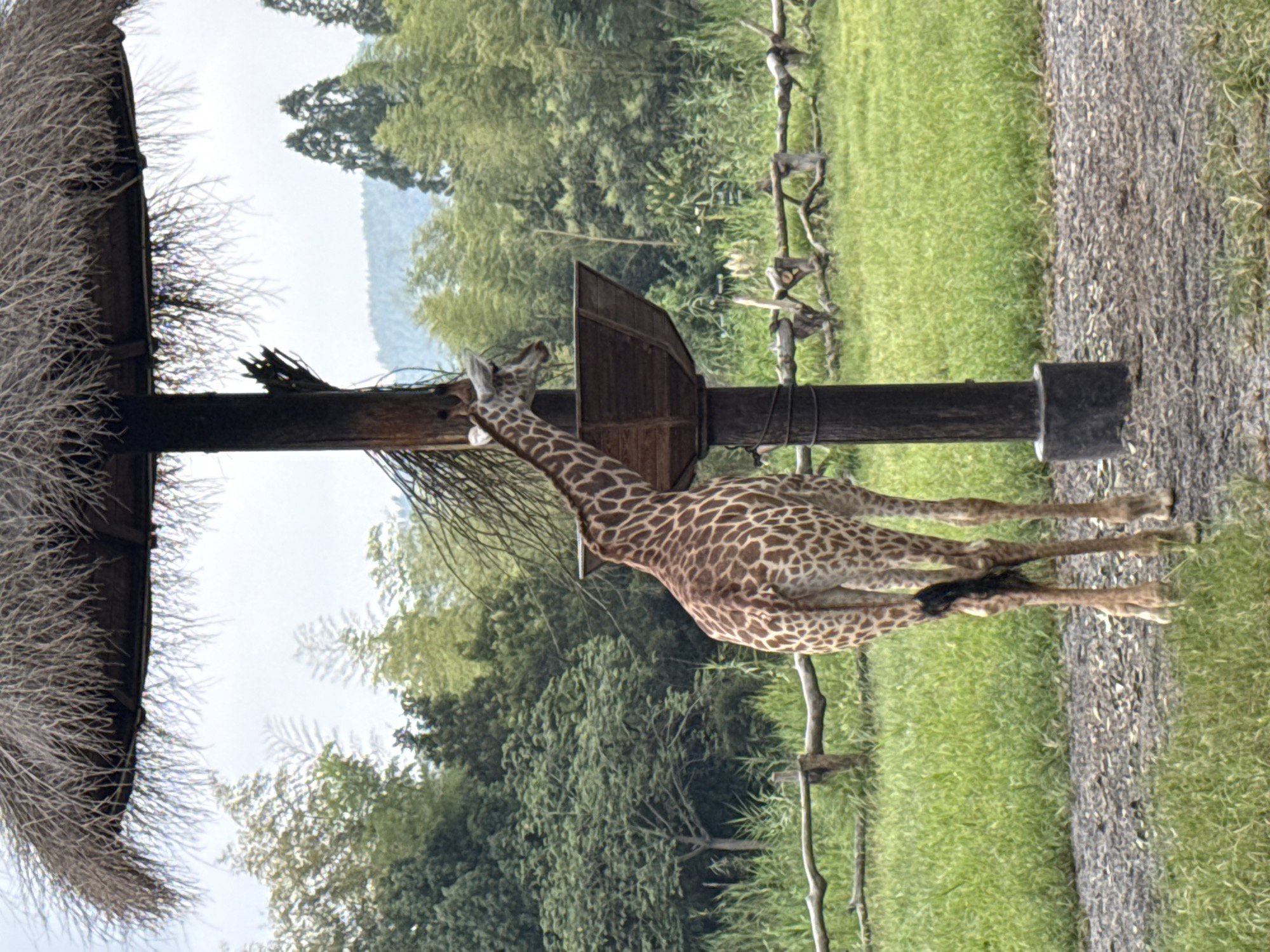 An adult giraffe is positioned facing away from the camera, standing under a thatched umbrella structure with a wooden feeder attached to its central pole. The giraffe's hindquarters and back, adorned with its characteristic brown and white patterned coat, are prominently visible. Its head is turned to the left, and it appears to be reaching towards the feeder. The environment consists of a grassy field, a wooden fence in the mid-ground, and a backdrop of lush green trees and foliage, suggesting an outdoor enclosure, likely within the city of Wuxing District, China. The sky is overcast, with the overall lighting suggesting a diffused daylight.