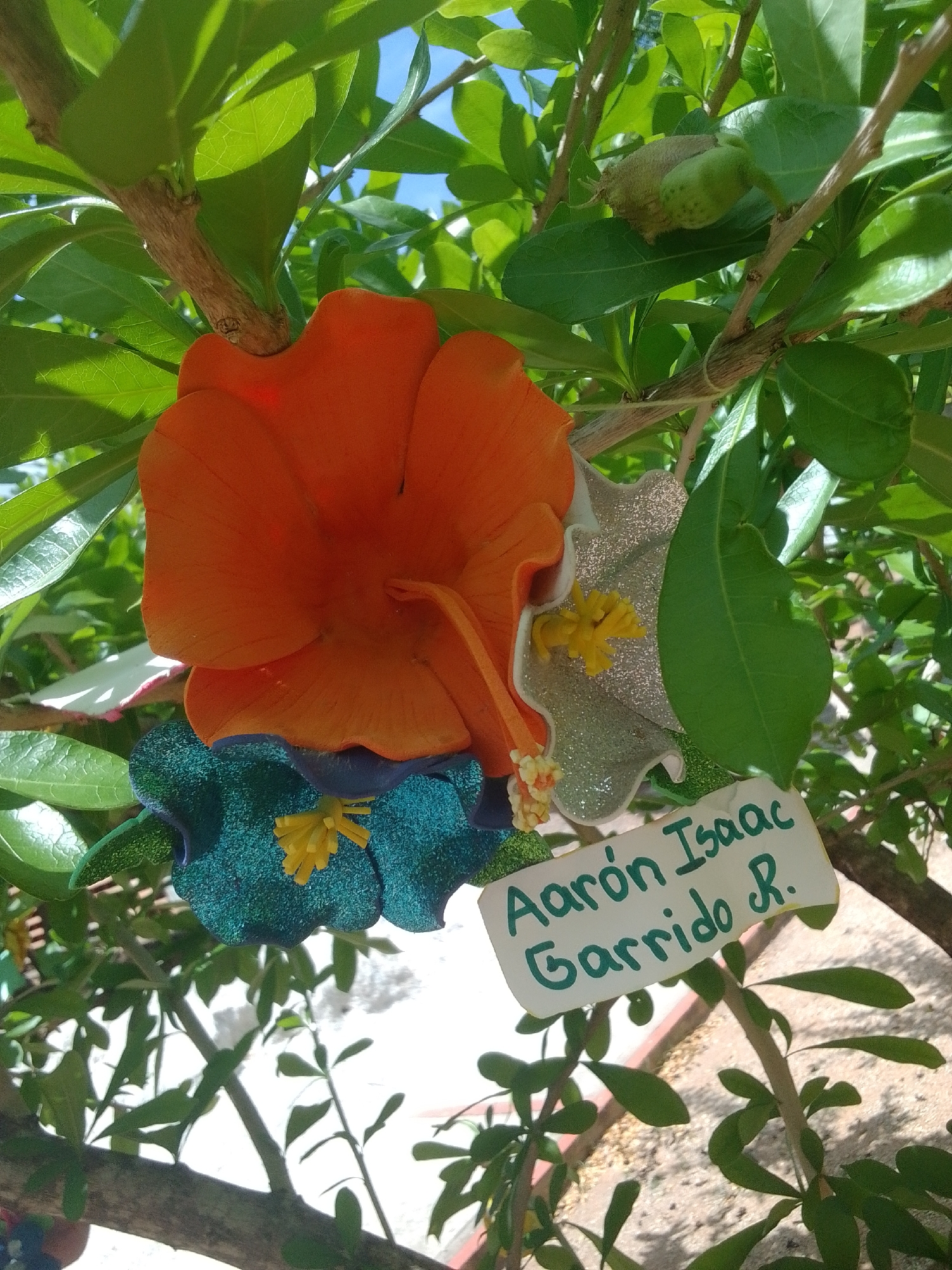 This is a medium-shot, eye-level photograph of a decorative element hanging from a tree. The decorative element appears to be made of artificial flowers and a small sign. The primary subject is an orange, hibiscus-like flower, which is large and in the foreground. To the left and slightly below the orange flower are two smaller, glittery blue flowers with yellow centers. Behind the orange flower is a silvery, glittery flower with a yellow stamen. A small, white rectangular sign with green writing is attached to the branches below the flowers. The background is filled with lush green leaves of the tree and a bright blue sky. The overall scene suggests an outdoor setting, possibly a garden or park, during daylight hours given the bright illumination and clear sky. The decorative flowers and sign imply a festive or commemorative occasion.
The visible text on the sign reads: "Aaron Isaac Garrido R."
The location context provided is La Tagua, Venezuela. The bright sunlight and the type of foliage are consistent with a tropical or subtropical environment.