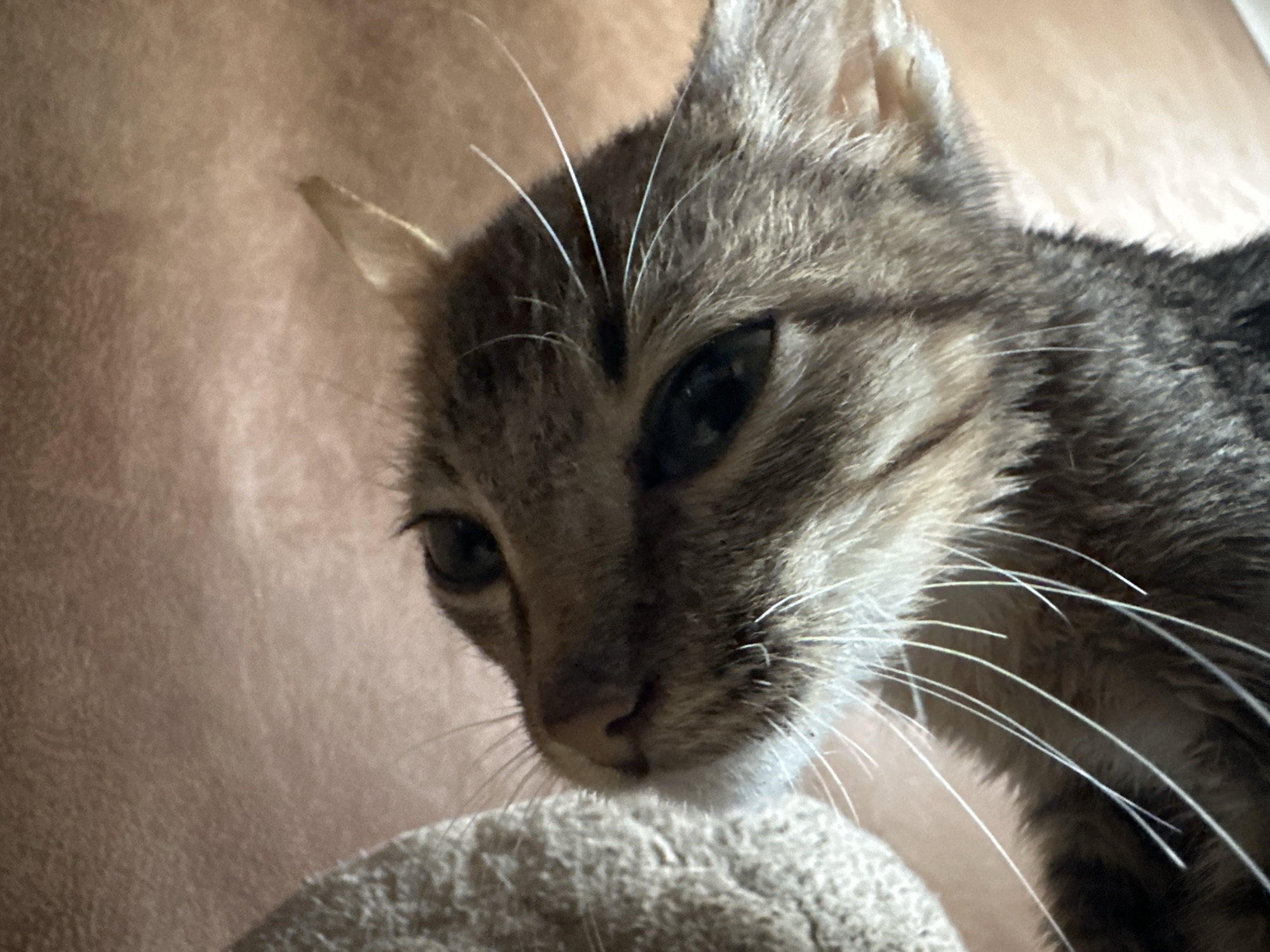 A close-up, low-angle, medium shot captures the head and upper torso of a tabby cat. The cat's fur is a mix of brown, grey, and black stripes. Its eyes are dark, and its whiskers are long and white. The cat is looking downwards, with its nose pointed towards a textured, light-colored object in the foreground, which appears to be a cushion or a piece of furniture. The background is a soft, tan-colored surface, likely a wall or fabric. The lighting is warm, casting subtle shadows and highlighting the texture of the cat's fur. This image does not provide any information to determine its location in the city of Jos, Nigeria.