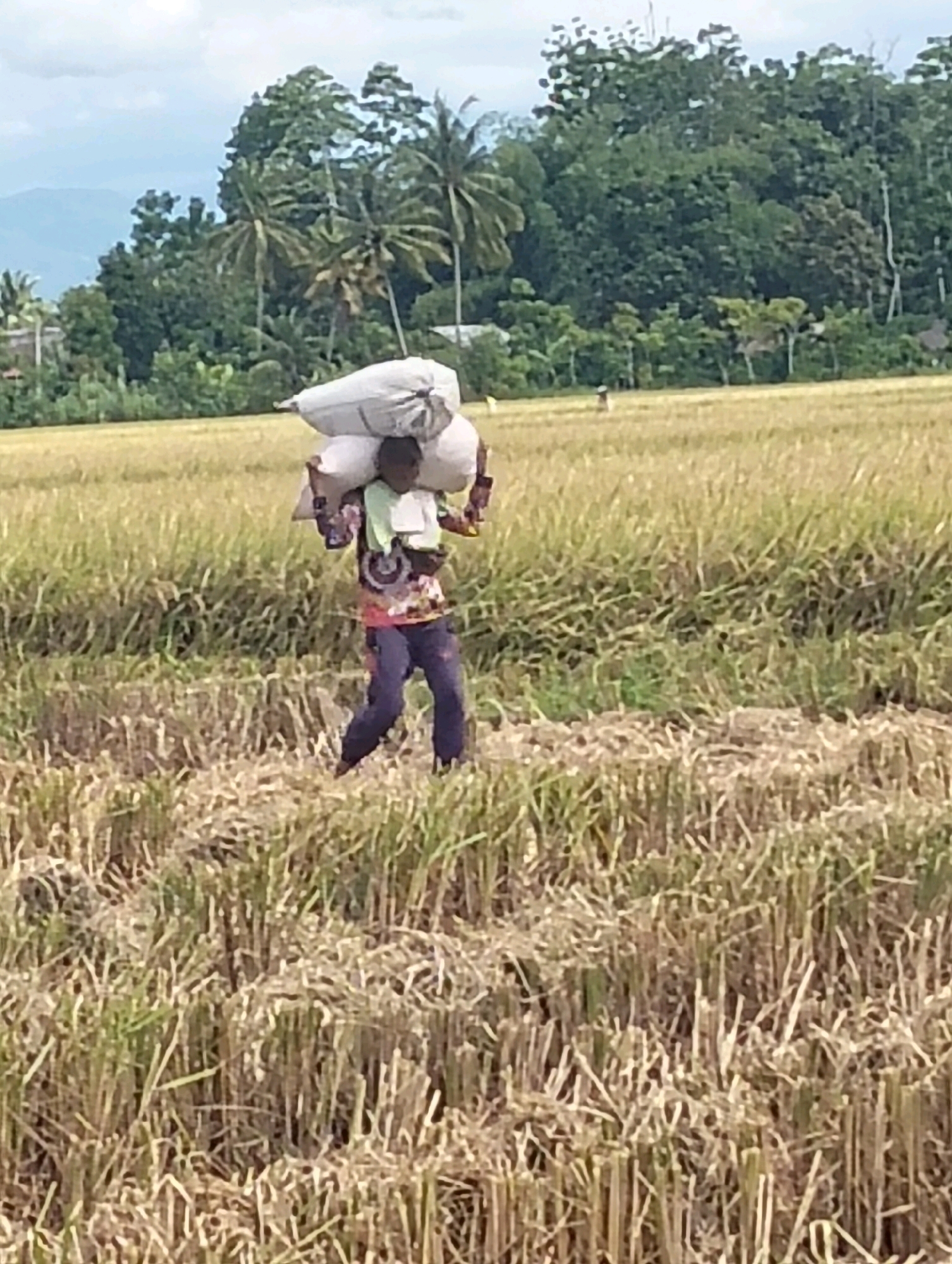 In a rural landscape, a person walks through a rice field in Teungoh, Indonesia. The field is partially harvested, with stubble visible in the foreground and stalks of rice in the background. The person, carrying two large sacks of grain on their shoulders, is the central subject. The sacks are white and appear to be made of woven material. The person is wearing a colorful patterned shirt and dark pants. In the distance, a treeline with palm trees and other foliage separates the field from a hazy mountainous backdrop under a cloudy sky.
