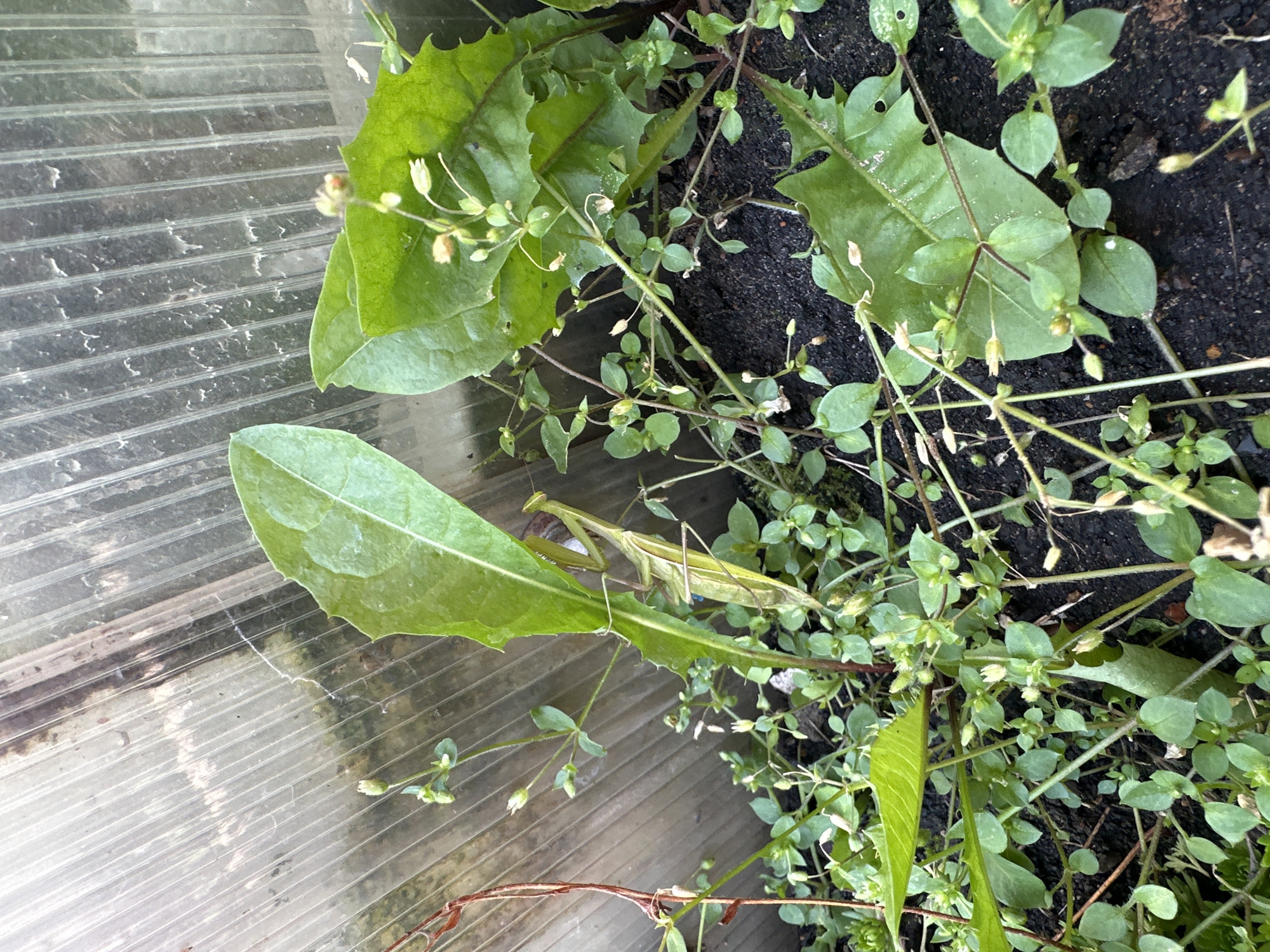 A praying mantis is camouflaged among green leaves and small white wildflowers in dark soil, near a clear, corrugated plastic structure. The praying mantis is positioned vertically, its forelegs clasped. The background features the ribbed texture of the plastic sheeting. The scene is likely a greenhouse or a sheltered garden area. The location is specified as Zubovo, Russia.