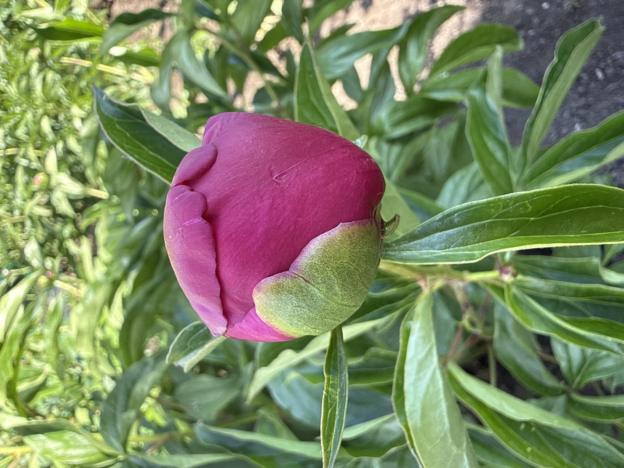 A close-up shot of a vibrant pink peony bud, almost ready to bloom, is centrally positioned amidst a backdrop of lush, green foliage. The bud's tightly-closed petals exhibit a slightly textured surface. The surrounding green leaves vary in shade and size, filling the frame with organic detail. A few other plants and greenery appear in the background, though less sharply focused. The location is an outdoor garden.
