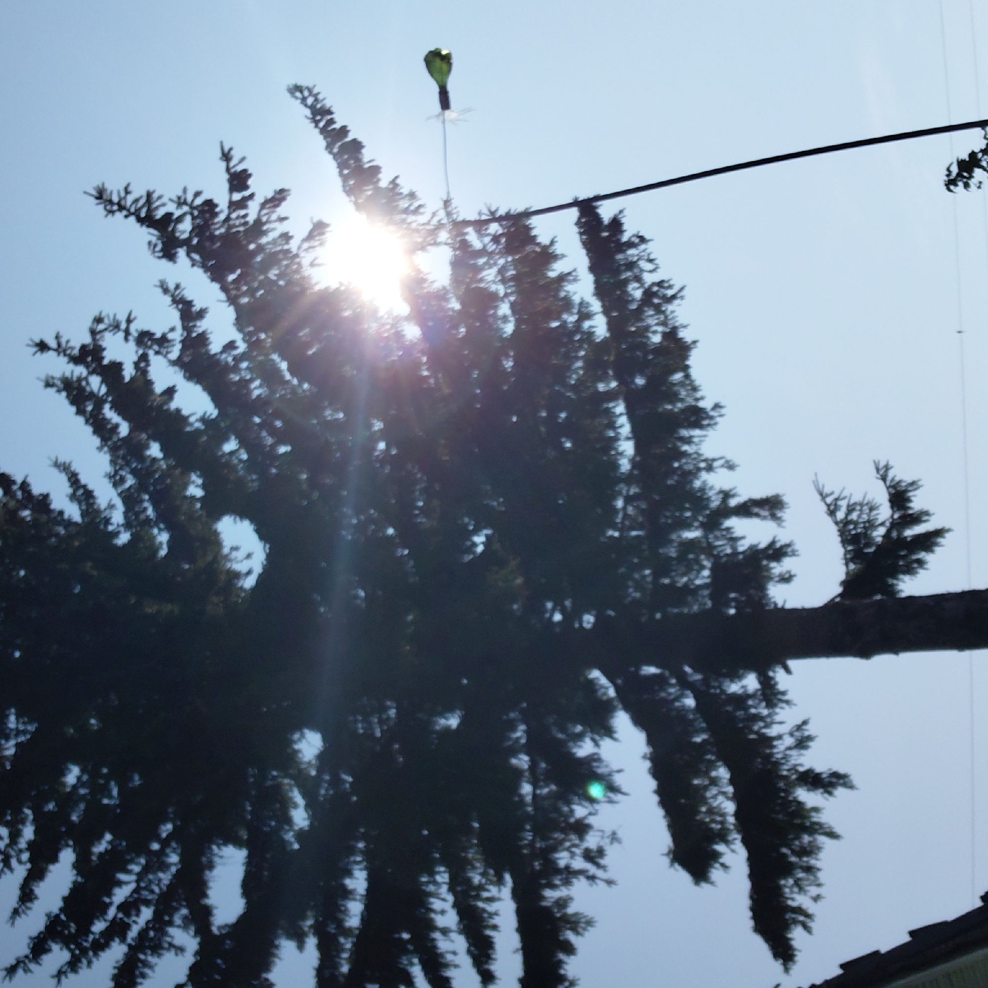 A silhouette of a large evergreen tree dominates the frame, its dark branches stark against a clear, bright blue sky. The sun is positioned behind the tree, creating a strong lens flare that washes out portions of the image with light and obscures finer details. To the right of the tree, a thin pole extends vertically, topped with a homemade wind spinner made from a green glass bottle. The bottom left of the image shows a sliver of a dark roofline, suggesting the presence of a building. The scene appears to be outdoors in a natural or semi-natural setting, possibly a yard or park, with the sky indicating daytime with good weather. The location is specified as Novosyolovo, Russia. There are no people or discernible interactions visible in the image.