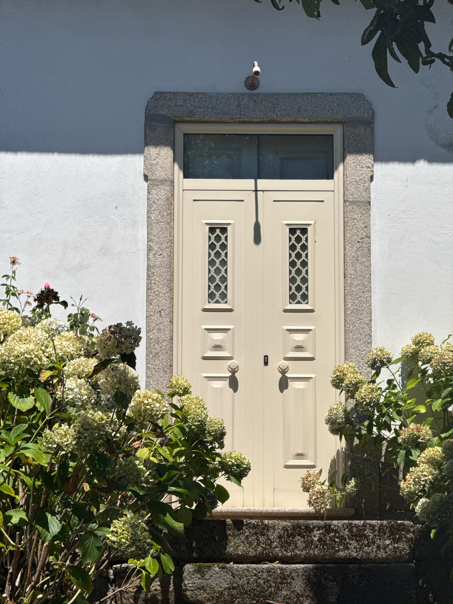 A light cream-colored double door with two decorative square panels and two small rectangular windows with a lattice pattern is framed by a rough, grey stone archway. Above the door, a small, white outdoor light fixture is attached to a light blue-grey wall. Hydrangea bushes with clusters of creamy white and pale green flowers and dark green leaves surround the bottom of the door and extend to the left and right of the frame. The hydrangeas are also planted in front of rough stone steps leading up to the door. The scene appears to be on the exterior of a building, likely a house, in a sunny outdoor environment. The architectural style, particularly the stone framing and the type of door and windows, suggests a location in Portugal, specifically in a region like Alijó known for its traditional stonework and rural charm.