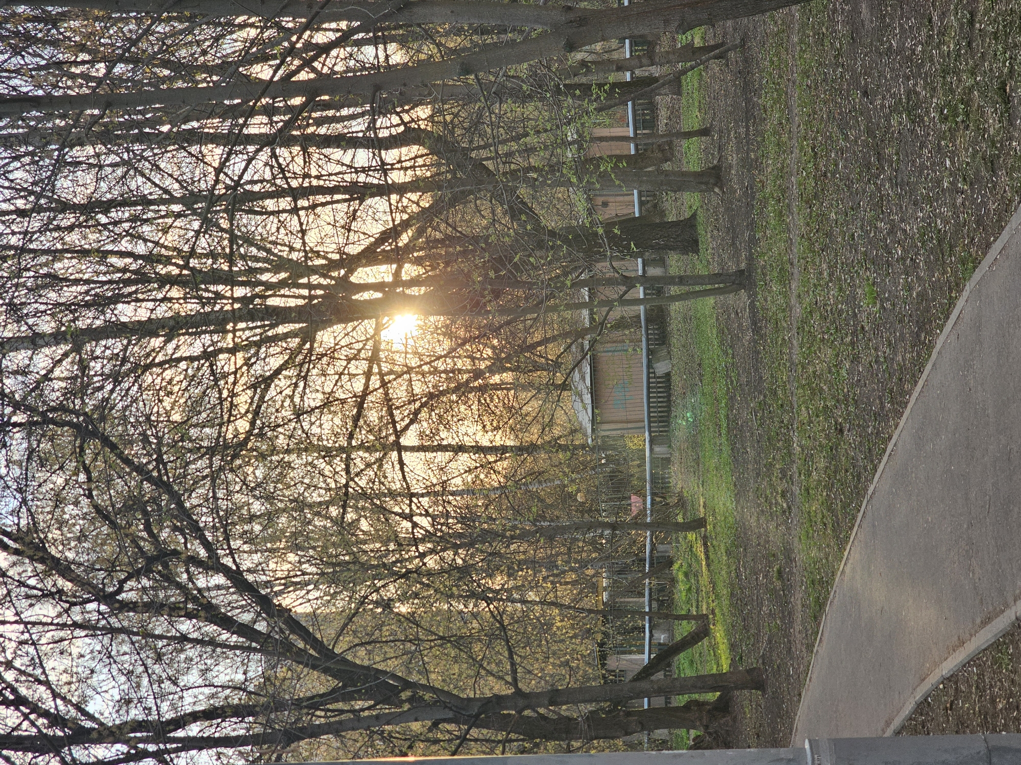 The image captures a park scene in Khimki, Russia. A row of trees with bare branches fills the left side of the frame, with the setting sun partially obscured by the branches. In the background, there are buildings and a fence visible through the trees. A concrete path runs along the right side of the frame, and the ground between the path and the trees is covered with grass and fallen leaves. No people are visible in the shot.