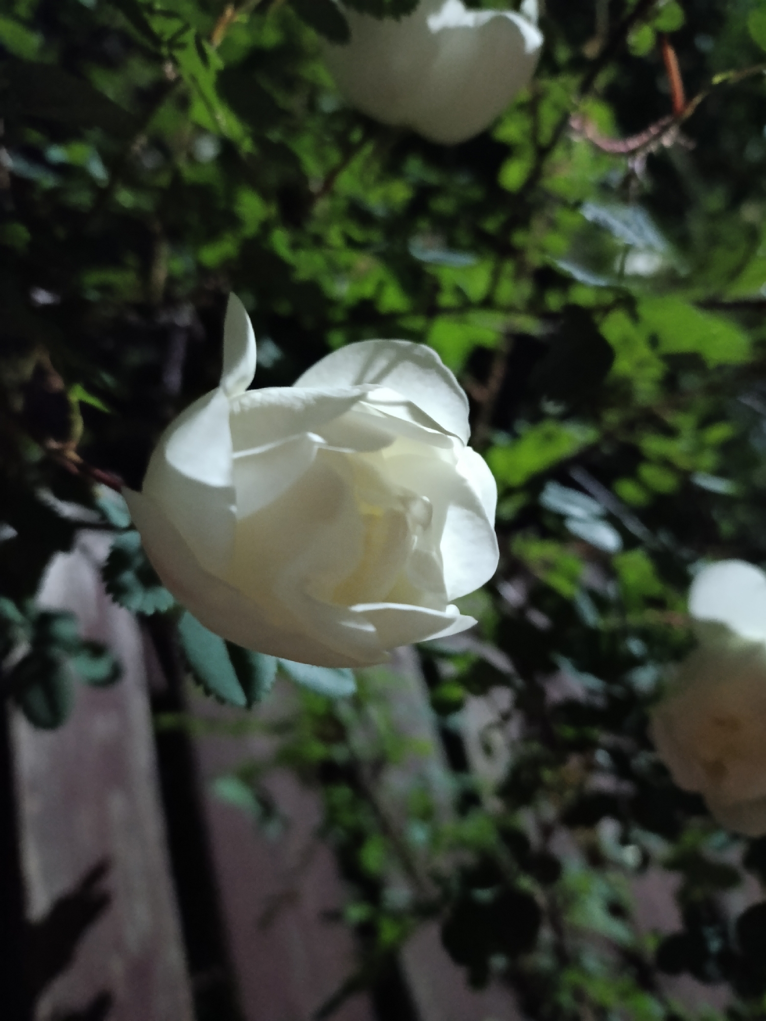 This close-up photograph captures several white rose blooms set against a dark, leafy background. The most prominent rose, in soft focus, is positioned centrally, showcasing its delicate, overlapping white petals. Its form is partly unfurled, revealing the intricate layers within. Another rose is partially visible in the upper right corner, and a third, less distinct bloom is seen towards the bottom right.
The background consists of dark green foliage, which appears somewhat blurred, suggesting a shallow depth of field that keeps the roses sharp. Hints of a wooden fence or structure can be discerned vertically behind the greenery on the left side of the frame. The overall lighting suggests evening or nighttime, with the white roses appearing to be illuminated, possibly by an artificial light source, making them stand out brightly against the darkened surroundings. The deep shadows and rich greens of the leaves further enhance this nocturnal or twilight atmosphere. There is no visible text in the image. The scene conveys a sense of serene beauty, with the freshness of the blooms highlighted by the dramatic lighting.