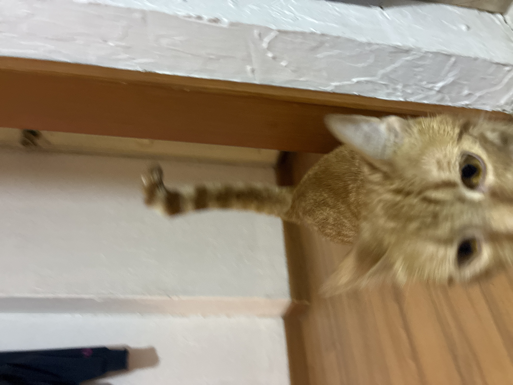 An orange tabby cat is captured from a low-angle perspective, peering down from a wooden structure. The cat's face, with visible eyes, and striped tail are prominent. Above the wooden structure, a textured white surface is visible. The lower left corner of the image shows a dark object, possibly clothing. The location appears to be indoors.