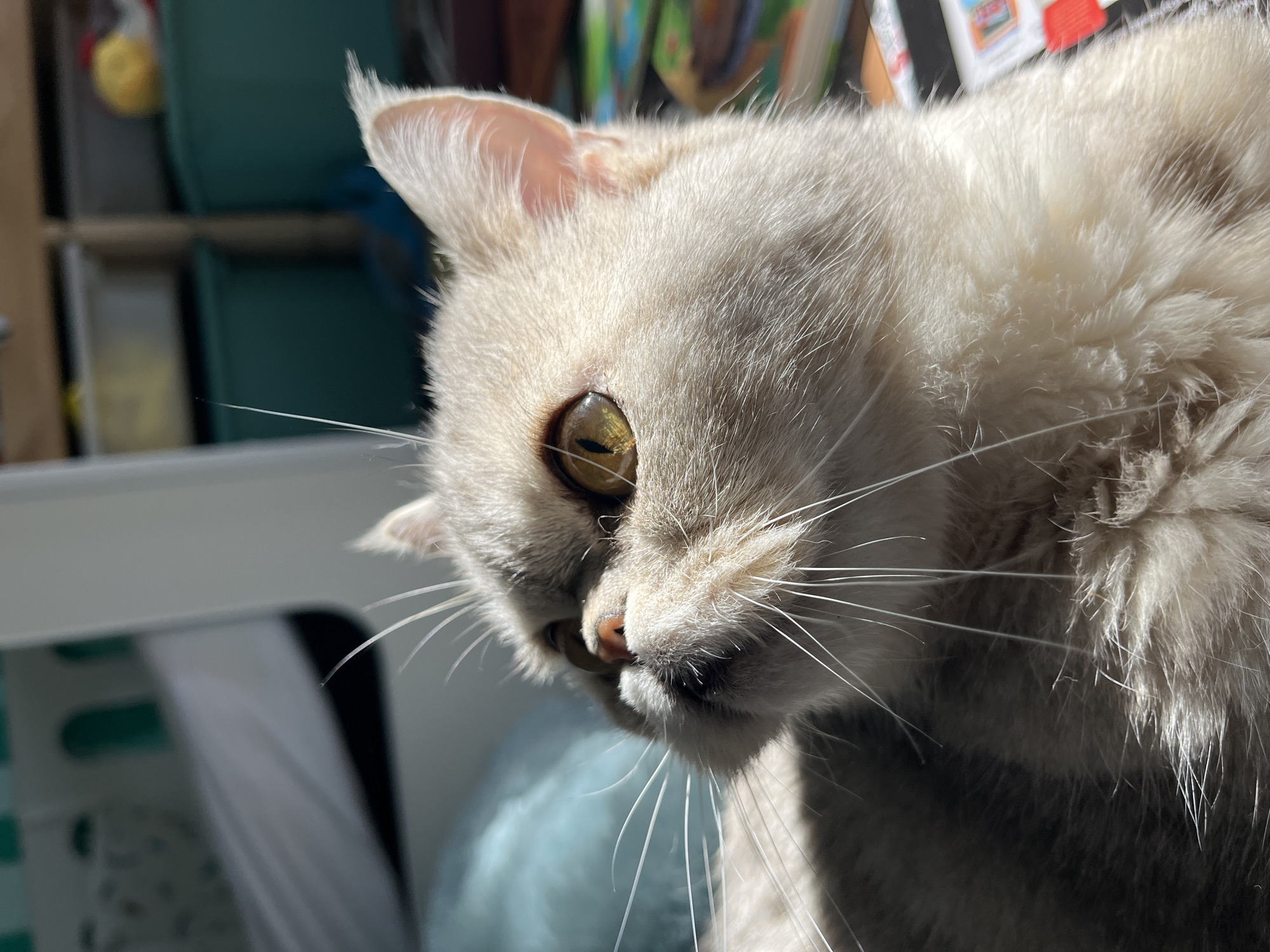 A close-up captures a light-colored cat with amber eyes gazing intently to the left. Its fur appears soft and fluffy, and long whiskers extend from its face. The cat is positioned in front of a blurred background consisting of teal-colored furniture and various items suggesting an indoor environment, possibly a home. The light source is bright, casting shadows on the cat's face and highlighting the texture of its fur. There is no clear indication of the image being taken in Chaikovsky, Russia, or any other specific location.