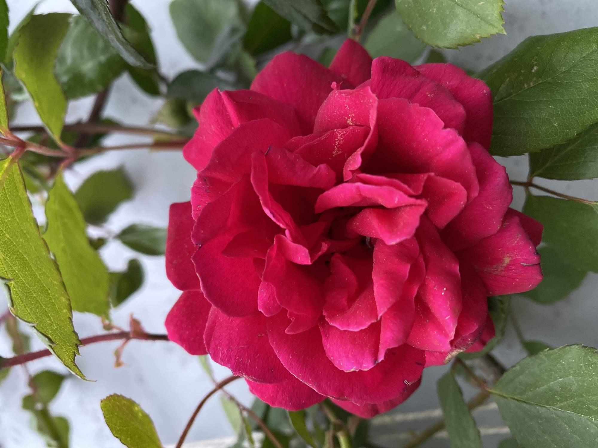 A close-up photograph captures a vibrant, deep red rose in full bloom, prominently positioned in the center. The rose exhibits numerous densely packed petals, creating a rich and textured appearance. Many petals show subtle variations in shade, leaning towards magenta in certain areas, and some are lightly dusted with what appears to be pollen or fine particles.
Surrounding the central rose are several green leaves and thorny stems of the rose bush. Some leaves are in sharp focus, revealing intricate venation and serrated edges, while others are softly blurred, contributing to the depth of field. A few leaves display minor imperfections or lighter spots on their surfaces.
The background is a uniformly light, out-of-focus grey or off-white, suggesting a plain wall or structure that provides a clean contrast and emphasizes the flower and foliage. The lighting is natural and bright, indicative of daytime, with no harsh shadows, suggesting diffused or overcast conditions.
There is no discernible activity or event taking place; the image is a static botanical portrait. No visible text is present within the frame. The image was captured in Gelendzhik, Russia.