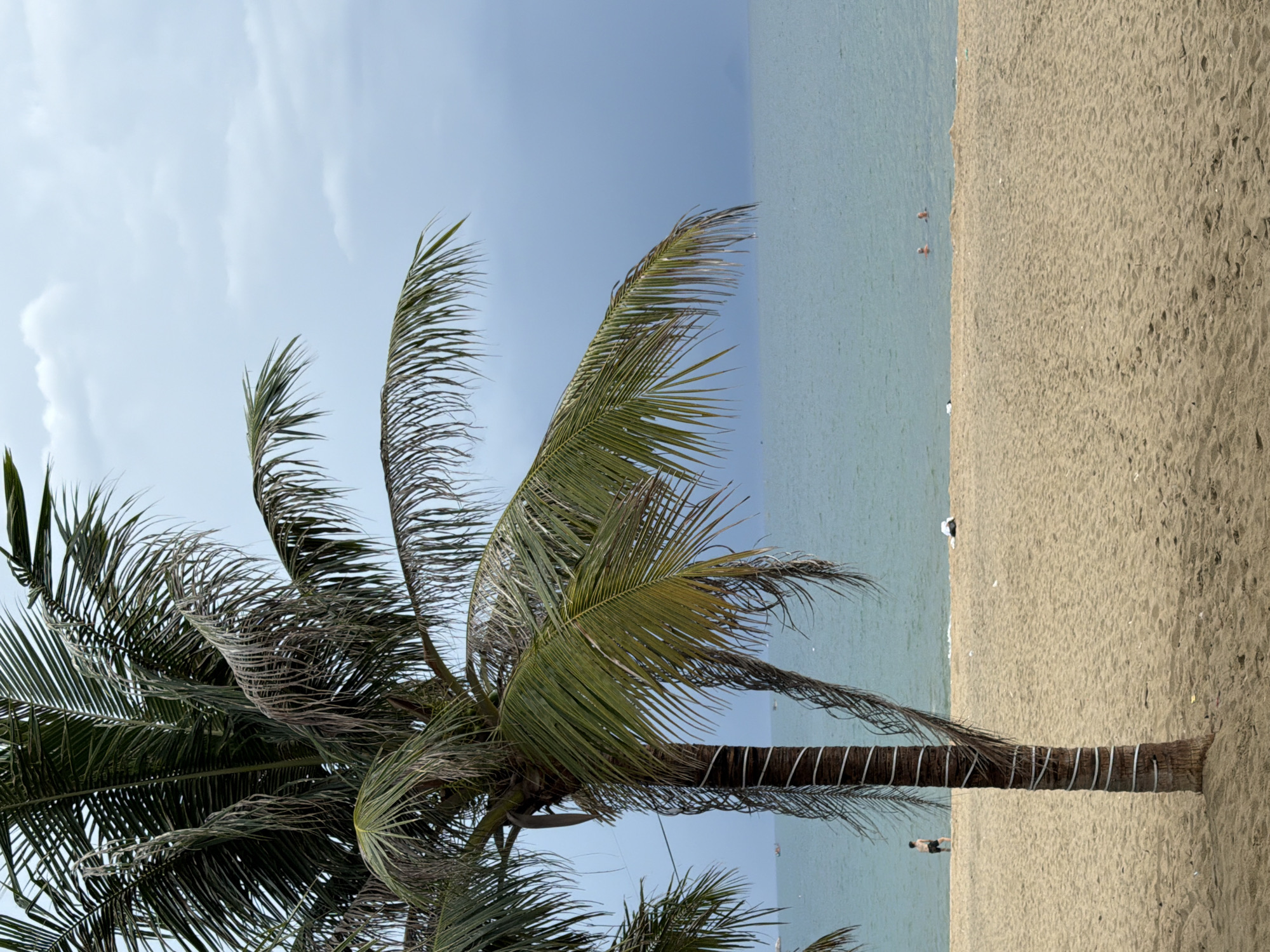 This is a photograph of a sandy beach with a palm tree in the foreground. The ocean is visible in the background under a cloudy sky. There are a few people on the beach and in the water. The scene is likely located in Nha Trang, Vietnam, a coastal city known for its beaches.