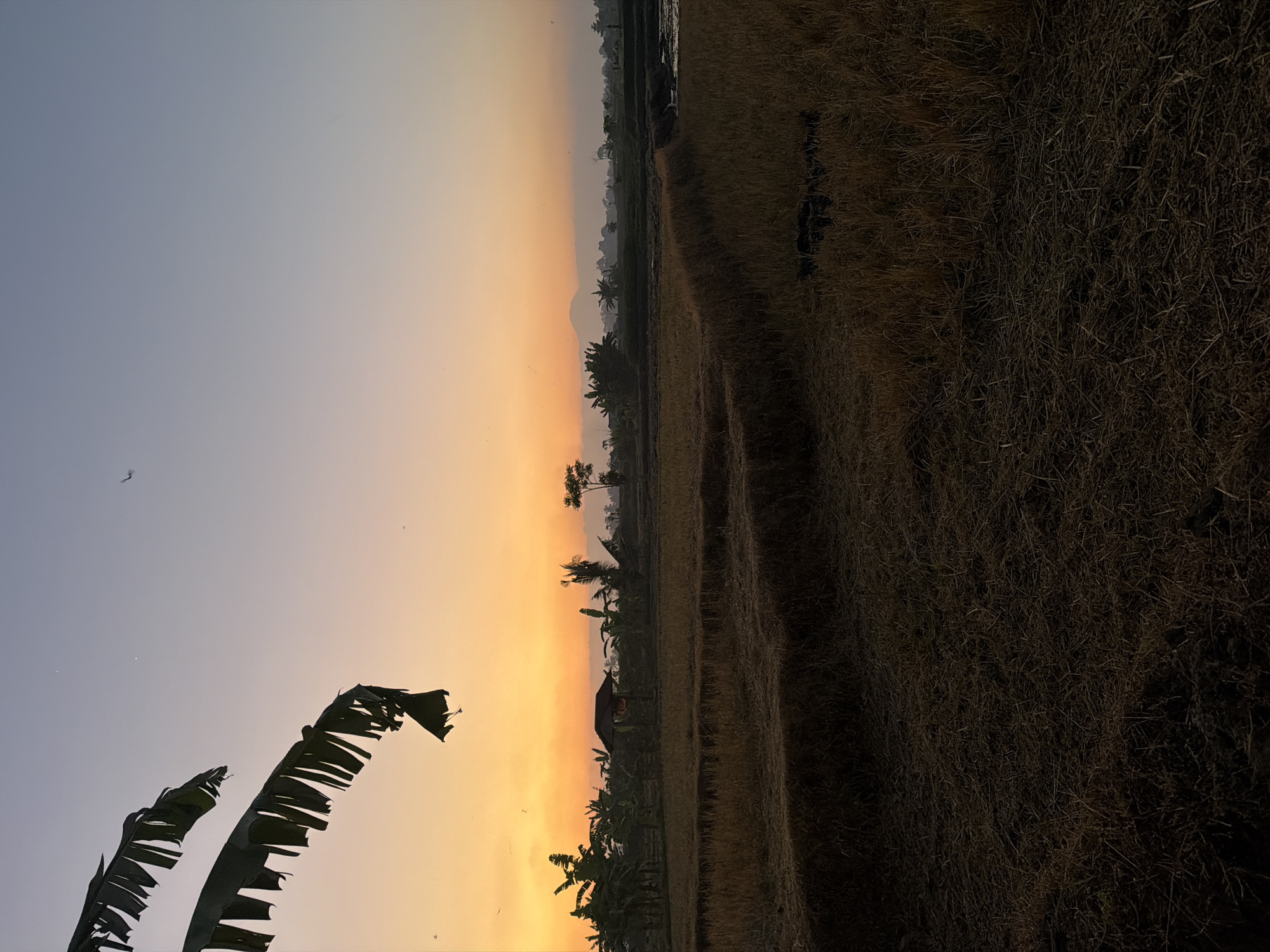 This image depicts a rural landscape at either sunrise or sunset, specifically within the Ubud District, Indonesia. The sky transitions from a pale blue-grey at the zenith to a vibrant orange-yellow hue at the horizon. Two faint white luminous points are visible in the upper left quadrant of the sky. Multiple small, dark avian silhouettes are dispersed across the sky, with a more prominent, winged silhouette in the upper right.
In the upper left foreground, two large, dark, tattered banana leaves are silhouetted, extending downwards into the frame. The midground features a dark, silhouetted cluster of tropical foliage, predominantly banana trees, with a small, dark hut-like structure centered amidst them. Further in the distance, a hazy mountain range spans the horizon line.
The lower half of the image is dominated by dry, harvested rice fields, characterized by dark brown earth and scattered golden-brown stubble and straw. The terrain shows subtle undulations and visible earth banks. Towards the right side of the midground, a section of standing water or a shallow pond is visible, reflecting minimal light. The scene is illuminated by the low light of the sun below the horizon, creating strong silhouettes of foreground and midground elements against the brightly colored sky. No human figures are present.