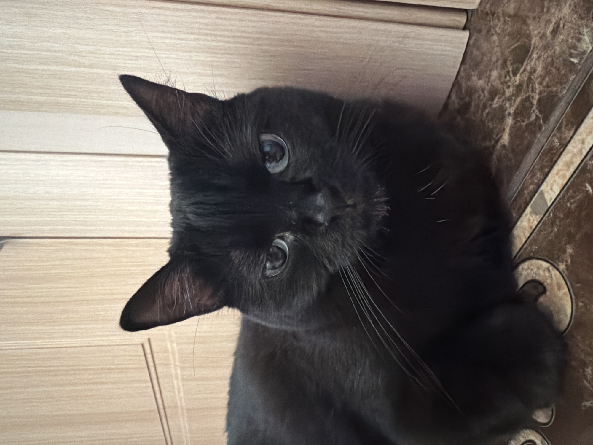 A black cat is lying on a marble floor in front of a light-colored wooden door. The cat is facing the camera, and its green eyes are clearly visible. The door appears to be a closet or a room entrance. The floor is tiled with a brown and beige marble pattern. The image is taken in close-up, focusing on the cat. The location is identified as Novosibirsk, Russia, though there are no visual cues in the image to support this specific location.