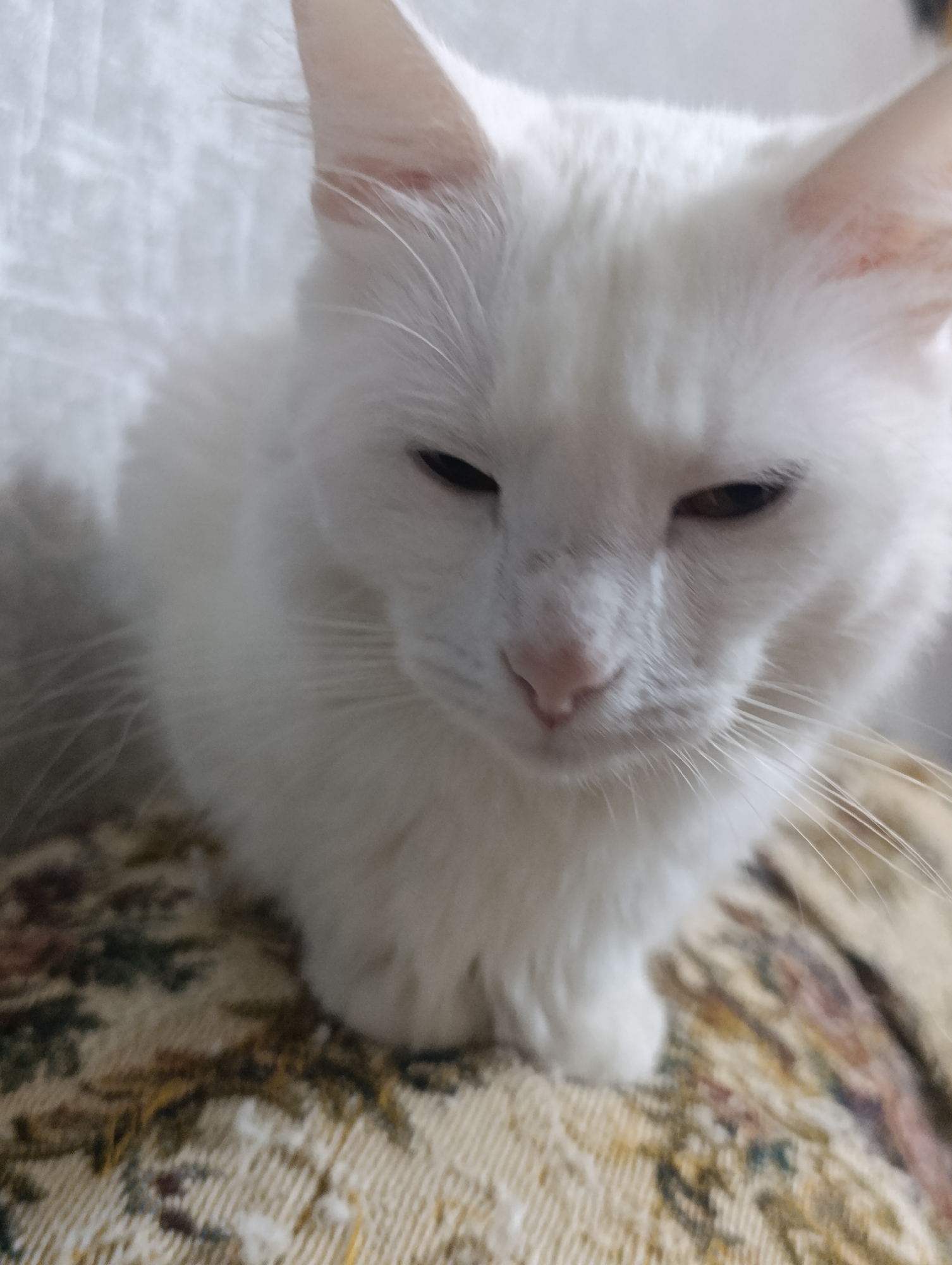 The image shows a close-up, eye-level shot of a white cat with its eyes partially closed, resting on a patterned fabric surface. The cat's fur is long and fluffy, and its ears are peeking out from behind its head. The background is softly blurred and appears to be a white textured surface. The lighting is natural and diffused, creating soft shadows. There is no discernible location in the city of Baku, Azerbaijan depicted in this image.