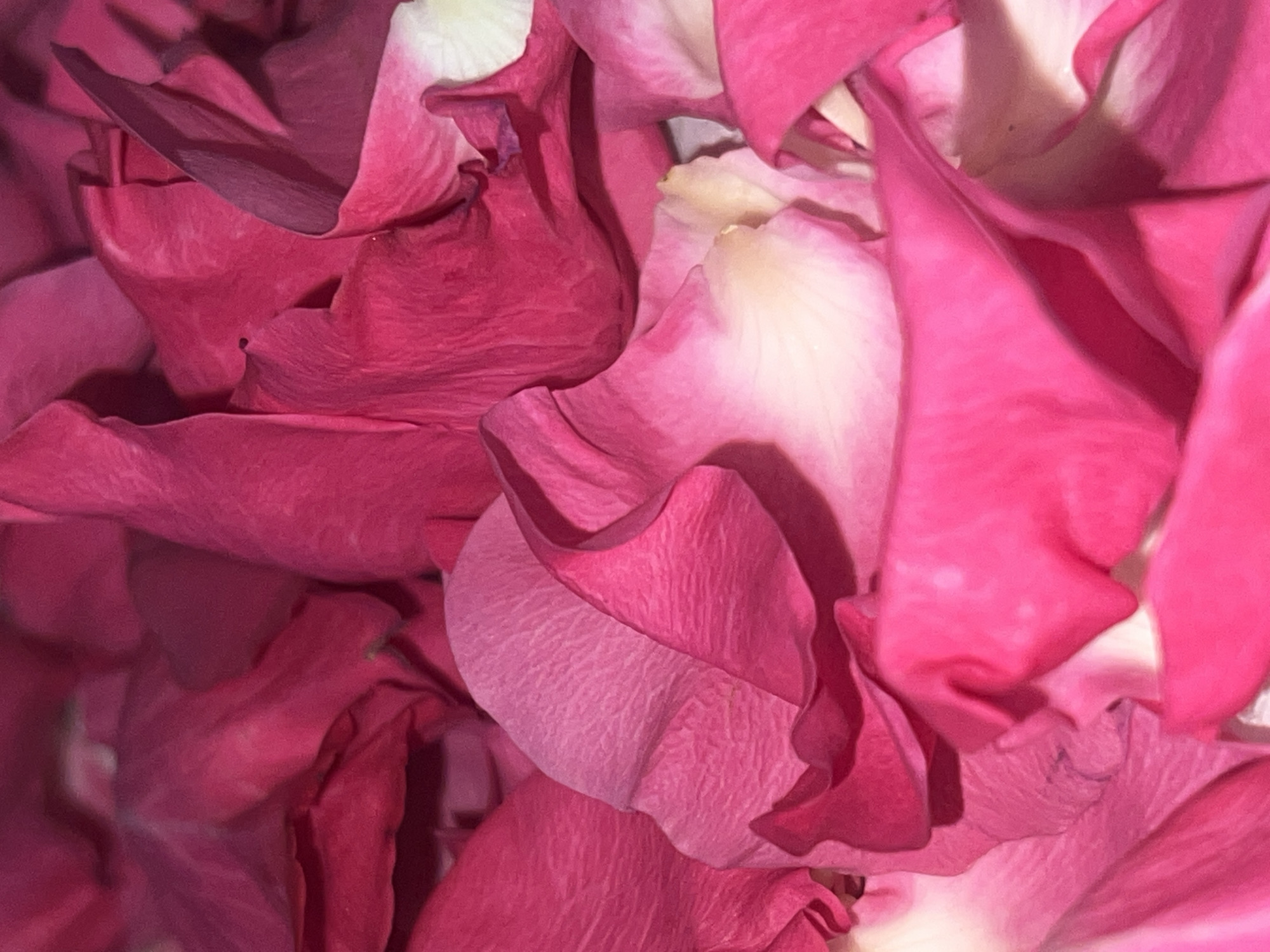 The image displays a detailed, close-up view of numerous overlapping rose petals. The dominant color is a rich, vibrant pink or magenta, exhibiting various shades from deep fuchsia to lighter rose and hints of white or cream, particularly on the underside or curled edges of the petals. The petals are intricately layered and curled, creating a soft, undulating texture across the entire frame. Shadows fall naturally between the folds and layers, enhancing the three-dimensional depth of the composition. The surface of the petals shows delicate veins and a smooth, almost velvety appearance. No specific objects other than the petals, people, or discernible activities are depicted. The lighting is soft and diffused, highlighting the color variations and textures without harsh glares. There are no visible location cues within the image itself, but the context provided places the scene in Chaikovsky, Russia. No text is visible.