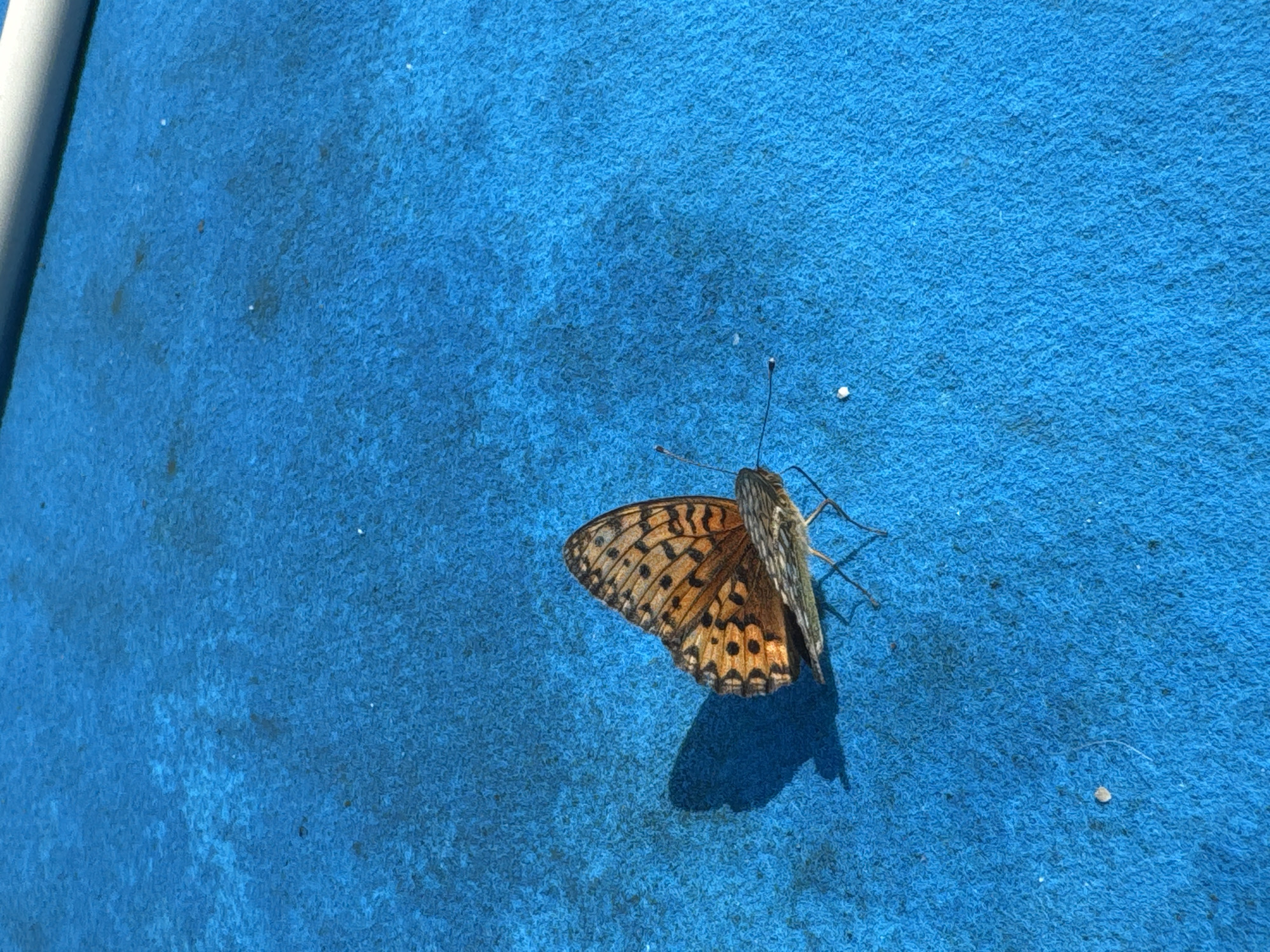 A butterfly with orange and black markings rests on a bright blue, textured surface. The butterfly is facing to the right, with its wings partially open. A shadow of the butterfly is cast on the surface to its left. The surface appears to be outdoors, possibly a tarp or fabric, and there are a few small white specks scattered around. A white cylindrical object is visible in the upper right corner of the image. There is no visible indication of a specific location within Leskovdol, Bulgaria.