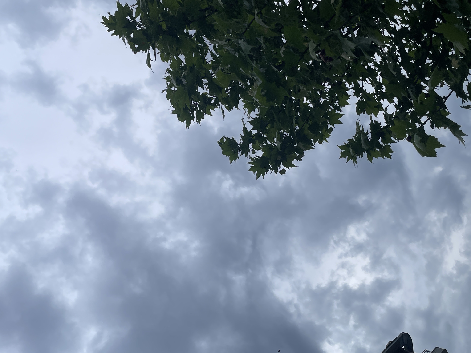 The image presents an upward-looking view dominated by an overcast sky and a portion of a tree canopy. The sky, which occupies the majority of the frame, is filled with varying shades of grey clouds, suggesting a heavily overcast day, possibly hinting at rain or a storm. The clouds appear dense and somewhat textured, obscuring any direct sunlight.
In the upper section of the image, the dark green foliage of a tree is visible, extending from the top and slightly into the upper left and right corners. The leaves are distinct, with some showing jagged or lobed edges, characteristic of deciduous trees like maples or sycamores. They are backlit by the cloudy sky, appearing dark and somewhat silhouetted, with some areas showing lighter green tones where light might be catching them.
At the very bottom right corner of the frame, a small, dark, and indistinct structure can be seen. It appears to be made of a dark material, possibly metal or plastic, and has a curved or angular shape, but its exact nature or purpose is not clear due to its partial visibility and low resolution in that area. No discernible activity or event is taking place, and there is no visible text in the image. The overall mood conveyed is calm, perhaps slightly somber due to the grey skies.