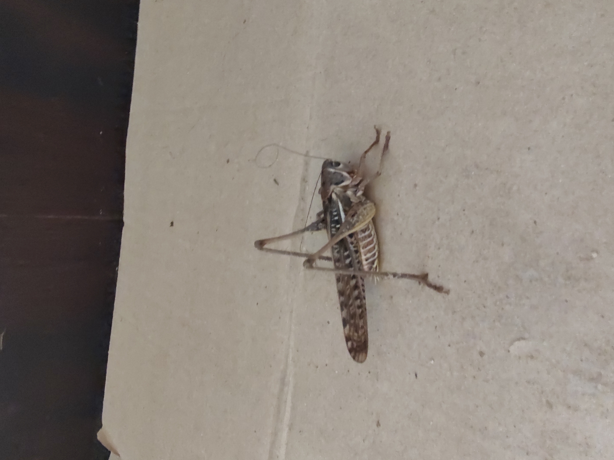 A medium shot captures a grasshopper resting on a light-colored, textured surface, possibly concrete or pavement. The grasshopper is positioned diagonally, facing to the right, with its long antennae extending forward. Its body is a mix of brown and tan, with visible segmentation and patterned wings. The background consists of a dark, horizontal band across the top of the frame, suggesting a wall or overhang. The scene is devoid of human presence and appears to be an outdoor urban setting. Given the location of Tervel, Bulgaria, this could be a common insect found in parks, gardens, or on building exteriors within the city.