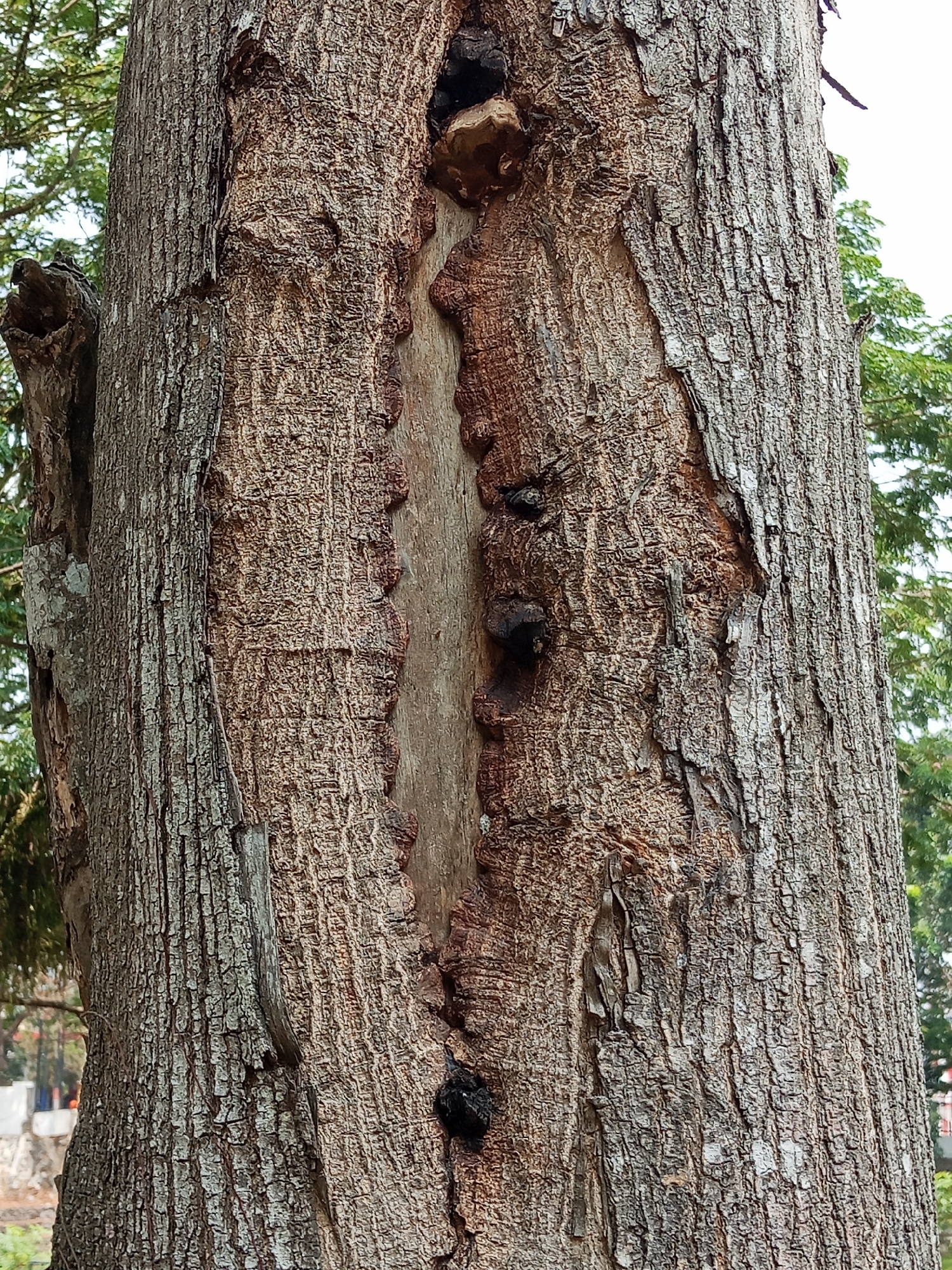 This is a close-up, eye-level, outdoor, full-frame shot of a heavily textured, cracked tree trunk. The bark is a rough, grayish-brown with deep vertical fissures. A prominent split runs vertically down the center of the trunk, revealing lighter wood and darker, possibly damp, areas within. Several dark, irregularly shaped protrusions, potentially fungi or hardened sap, are visible along the edges of this split. The background consists of blurred green foliage and a bright, overcast sky, suggesting a natural environment within a city. The image is focused on the details of the tree's bark and the damage to its trunk. The location is specified as the city of Semarang, Indonesia.