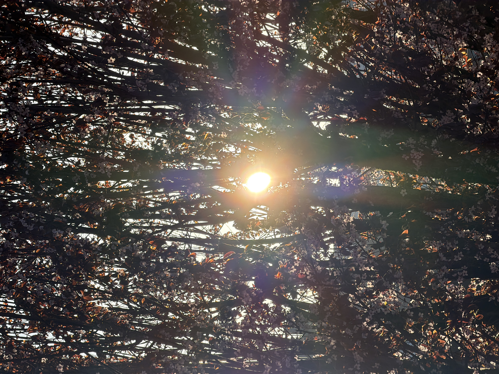 The image displays a back-lit tree, observed in Esch-sur-Alzette, Luxembourg. The sun, a bright orb with prominent lens flare and radiating light beams, is visible slightly above the center of the frame, partially obscured by dense foliage. The tree's branches are dark in silhouette, supporting a multitude of small, light-colored blossoms and scattered reddish-brown leaves. The background sky is bright, creating a high-contrast scene. No individuals or external objects are present; the scene solely focuses on the tree and direct sunlight.