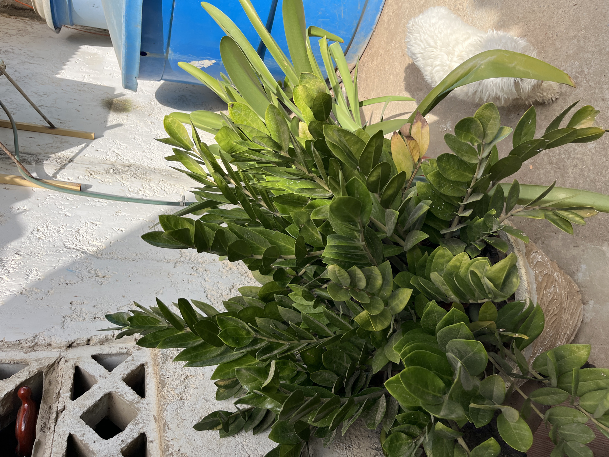 The image shows a potted ZZ plant (Zamioculcas zamiifolia) outdoors in Juan Griego, Venezuela. The plant, with its characteristic shiny green leaves and long stems, is the primary focus. Behind the plant is a partially visible blue plastic container. A small patch of white fur, possibly from an animal, is visible on the right. The plant sits on a concrete surface, partially bordered by a patterned concrete block wall on the left. A red object is visible in one of the block openings. Remnants of what could be construction materials and a piece of garden hose are scattered around on the ground.