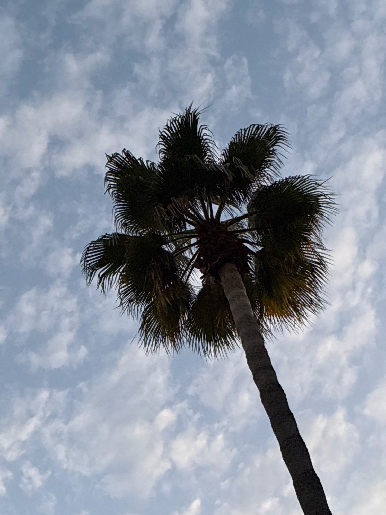 A low-angle, full shot captures a palm tree against a cloudy sky. The palm tree is positioned in the lower right quadrant of the image, extending upwards. Its dark green fronds are spread outwards, with some appearing dry and yellowed at the edges. The trunk is thick and textured, with a rough, grayish-brown surface. The sky is a soft blue, filled with scattered white clouds that create a textured backdrop. The image appears to be taken outdoors, possibly in a park or along a street, in Alanya, Turkey, judging by the presence of palm trees in that region. No people or other objects are visible in the frame.