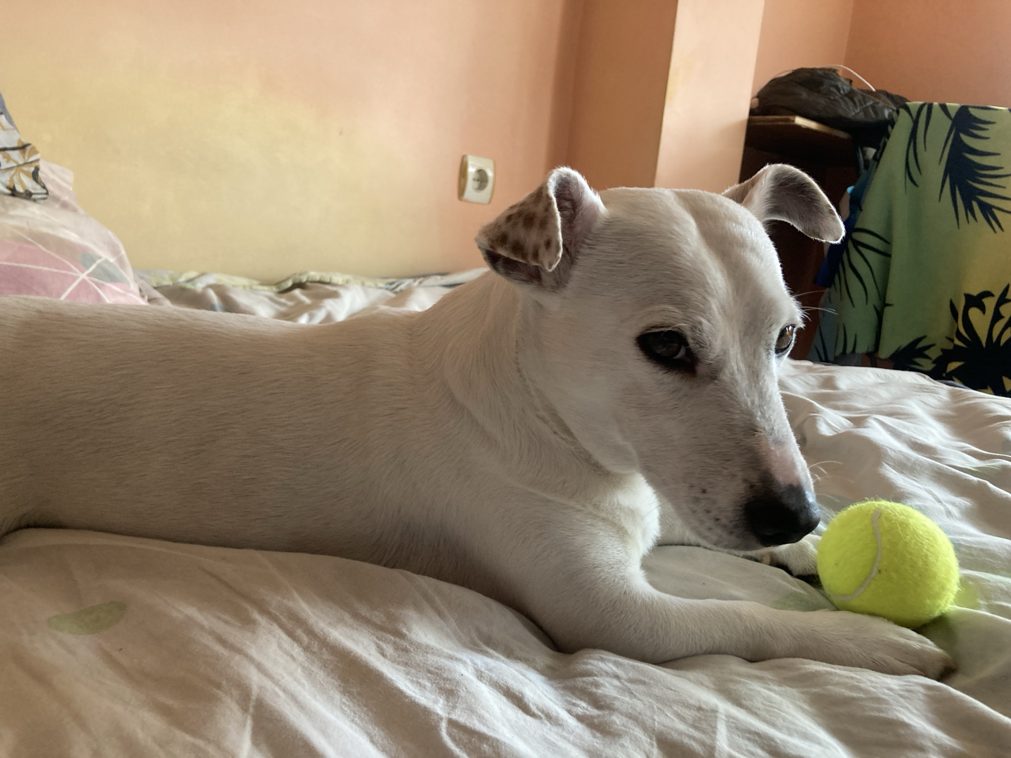 A Jack Russell Terrier lies on a rumpled bed with a yellow tennis ball nestled between its paws. The dog is mostly white with some brown spots on its ears. The background shows a room with an electrical outlet on the wall. A piece of furniture and draped clothes are also visible in the background. The image was likely taken in an indoor setting in Silistra, Bulgaria.