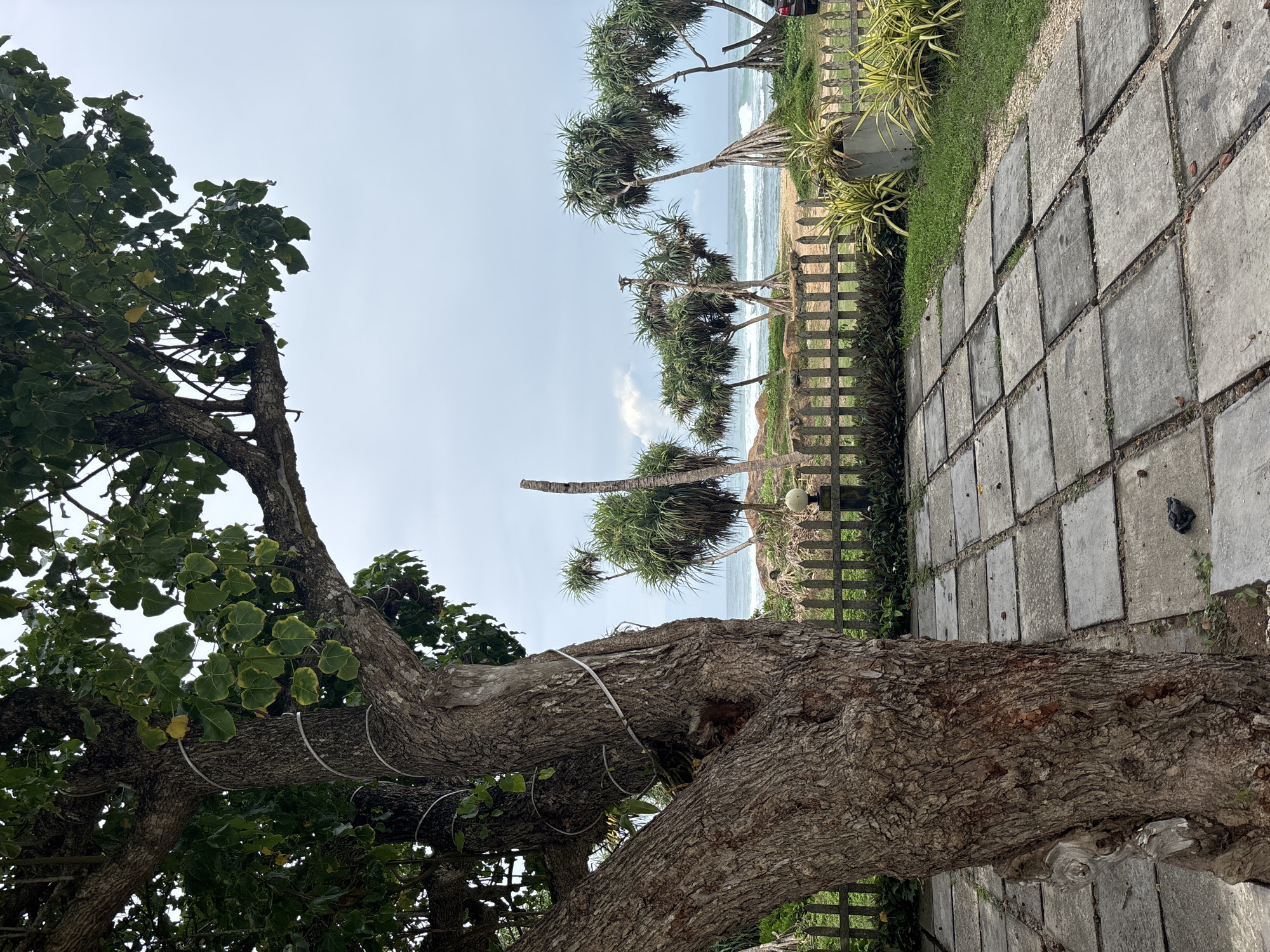 The image depicts a beach scene in Thalaramba, Sri Lanka. A large tree dominates the foreground, its trunk supported by white, possibly plastic, loops. Beyond the tree, a walkway of square paving stones leads toward the coast. A low wooden fence separates the walkway from a sandy beach where several pandanus trees grow. The ocean is visible in the background under a pale blue sky.