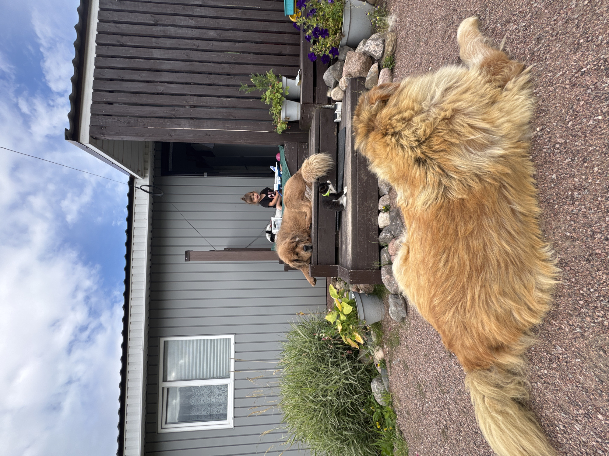 A large, fluffy, golden-brown dog lies on gravel in the foreground, facing away from the camera. In the background, a wooden porch with steps leads to the entrance of a grey building with a dark brown trim. On the porch, a medium-sized golden-brown dog is lying down, resting its head on the steps. A small black and white kitten with a green collar is sitting on the steps near the larger dog. A young child wearing a black t-shirt is sitting on the porch floor behind the dogs. A toy airplane is on the porch floor near the child. Various potted plants and rocks are scattered around the porch and the gravel area. The sky above is blue with scattered white clouds. The scene appears to be a residential outdoor area in Kempelevo, Russia.