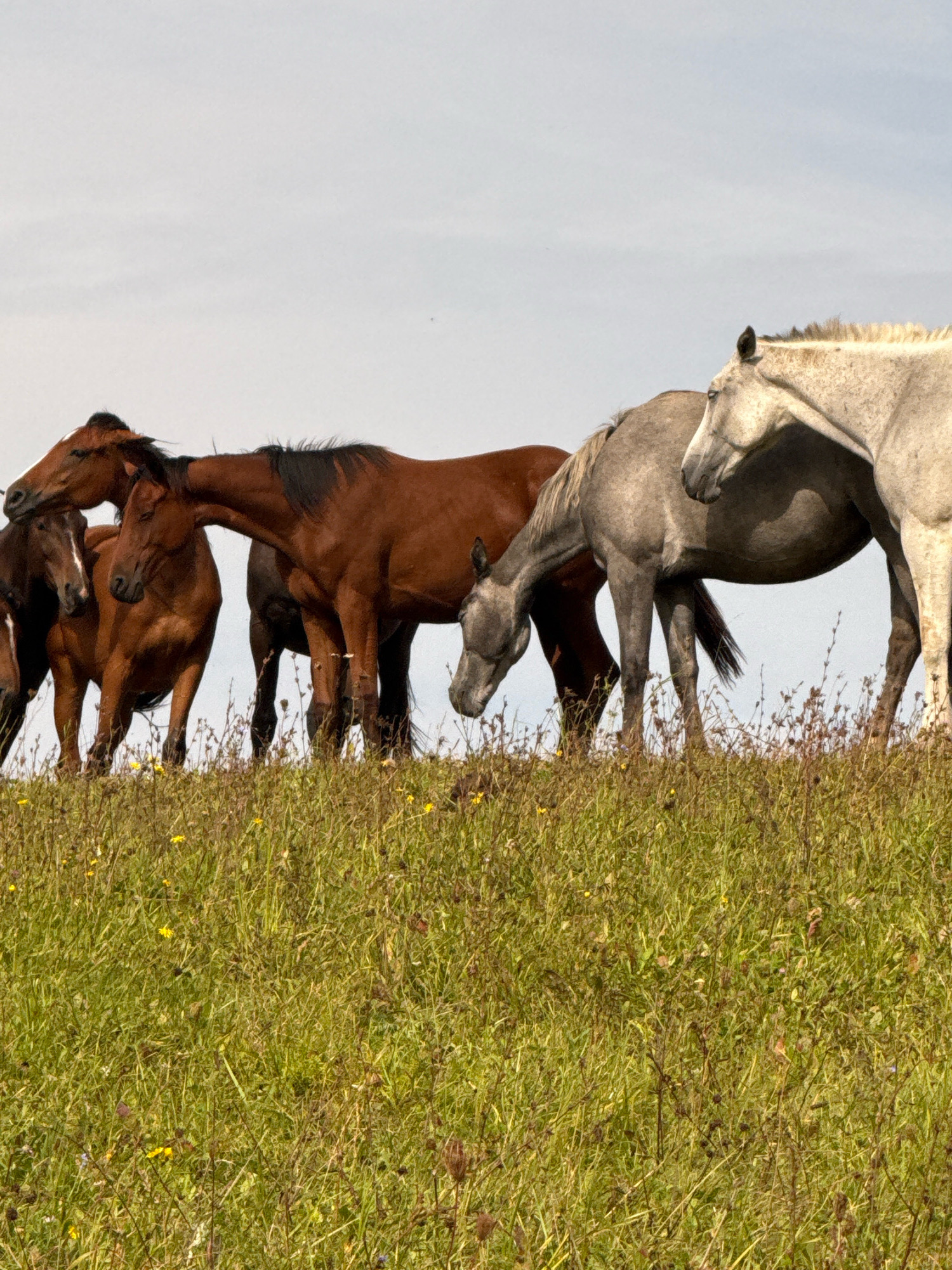 A group of five horses stand in a grassy field under a bright, overcast sky. The horses are various shades of brown and grey, with one light-colored horse on the far right. Their heads are lowered as if grazing or interacting with each other. The foreground is dominated by tall, green grass dotted with small yellow wildflowers and brown seed heads. The background is a pale, featureless sky, suggesting an open, rural landscape. There are no buildings or identifiable landmarks visible in the image, therefore it is not possible to determine if the image was taken in Galinė, Lithuania.
