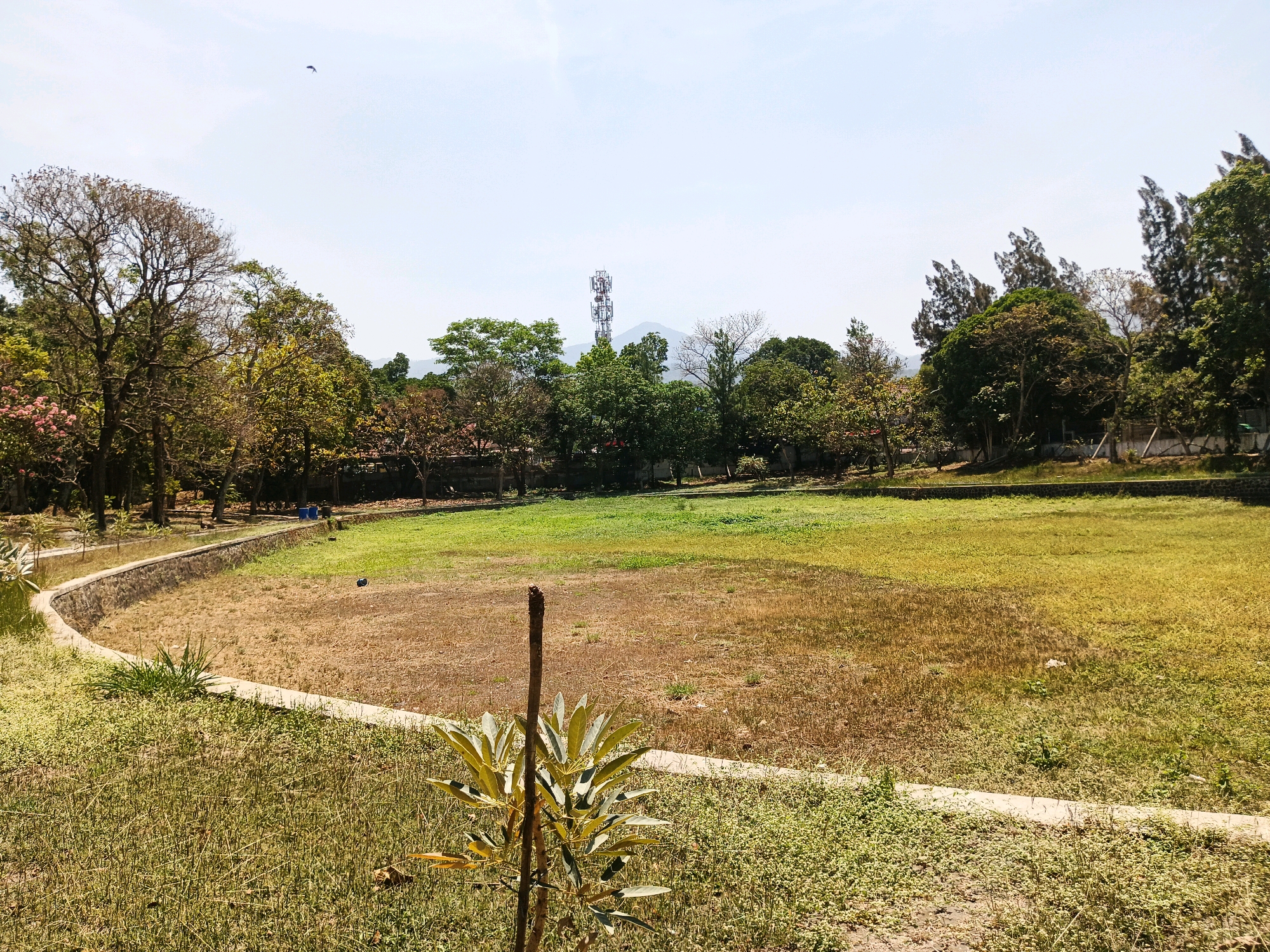 A wide-angle, eye-level outdoor shot captures a dry, open field bordered by a curved stone wall on the left and a lush green lawn on the right, under a bright, hazy sky. A small, leafless sapling stands in the foreground, its thin brown stem topped with a bud. Behind the sapling, the dry field features patches of brown and yellow grass with a few green tufts. The stone wall curves to the left, leading to a grassy area with scattered trees and a few distant blue bins.
In the mid-ground, the lawn transitions to sparser, dry vegetation. Beyond the field, a dense line of trees, varying in foliage density and color, stretches across the horizon. Among the trees, a tall cellular tower with multiple antennas is visible, with a faint mountain range in the background. A single bird is captured in flight high in the sky on the left side of the frame. The scene suggests a public park or open space in a moderately vegetated urban area. This particular landscape, with the distinct cellular tower and surrounding tropical foliage, aligns with common scenery found in the outskirts or certain public spaces of Bandung City, Indonesia, during a dry season.