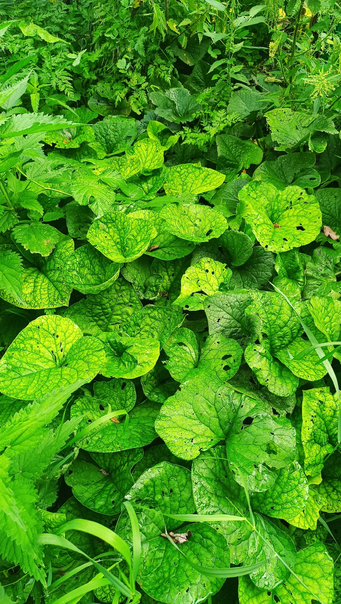 The image is a close-up, overhead view of a dense patch of vibrant green foliage, primarily composed of large, textured leaves with some visible damage such as holes and yellowing. The leaves are varying shades of green, with some appearing almost lime-colored and others a deeper forest green. The texture of the leaves is rough and veined. Interspersed among the larger leaves are finer, more feathery green plants and blades of grass. The overall impression is one of lush, untamed vegetation. There are no people or man-made objects visible. The image does not provide any specific information about its location in the city of Karsha, Russia, beyond the general context of a natural, outdoor environment.