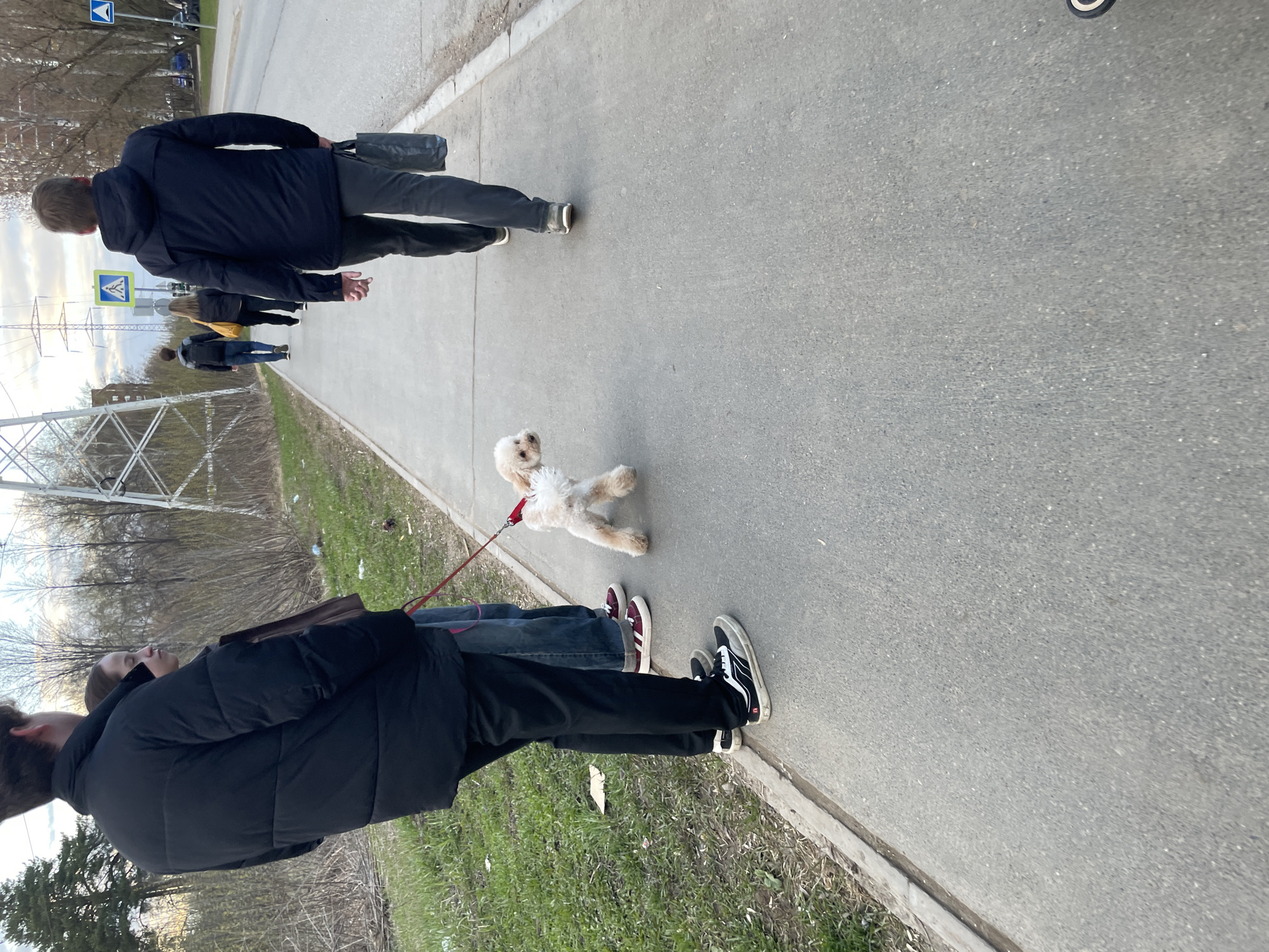The image, oriented vertically, captures an outdoor scene along a paved pedestrian path in Izhevsk, Russia. In the foreground, two individuals are walking away from the viewer. One person wears a black puffer jacket, dark pants, and black and white sneakers, while another person, partially visible, wears jeans and maroon and white sneakers and holds a red leash. Attached to this leash is a small, light-colored fluffy dog, possibly a poodle or similar breed, walking a short distance ahead of them.
Further down the path, another person in a dark jacket and grey pants carries a black bag. Behind them, a fourth person with a yellow bag is also walking. The path is bordered by a grassy verge with dry grass and bare deciduous trees and bushes, suggesting an early spring or late autumn setting. In the distance to the left, large power line towers are visible.
The activity depicted is a casual stroll or commute. The lighting indicates it is likely late afternoon or early evening, under a mild, possibly overcast sky. Two road signs are visible: a blue square sign with a white arrow pointing right, and a yellow square sign featuring a white pedestrian symbol, indicating a pedestrian crossing. The overall atmosphere is calm and mundane, with no strong emotions evident. No explicit text is visible, only the symbols on the road signs.