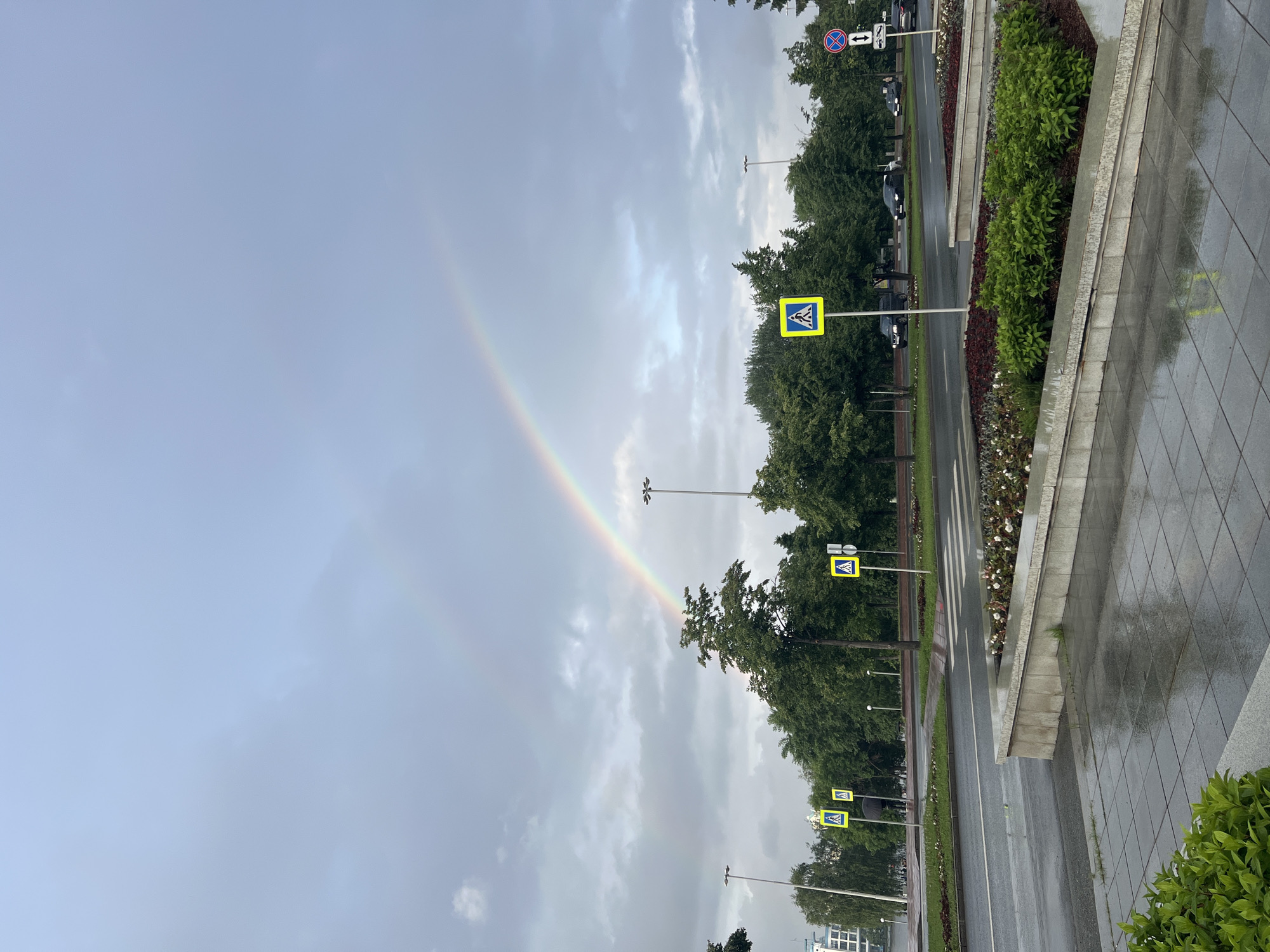This image depicts an urban street scene in the city of Yekaterinburg, Russia, under an overcast sky following recent rainfall. A prominent primary rainbow, displaying its full spectrum of colors, arcs across the mid-right portion of the sky, with a fainter secondary rainbow visible above and to its left. The ground, including the tiled sidewalk in the foreground and the asphalt road, is visibly wet, reflecting the sky and surrounding elements.
The scene features a multi-lane road running horizontally through the midground, bordered by lush green deciduous trees and shrubs that line the median strip and sidewalks. Several yellow, square pedestrian crossing signs are spaced along the road: one on the left sidewalk, two further back on the left side of the road, and one on the right side. On the far right, a combined "No Stopping" sign and a "Two-way traffic" sign are visible. Tall, dark grey streetlights with multiple fixtures are positioned along the road and median.
In the distance on the left side of the road, a single individual holding a dark umbrella walks away from the camera near a pedestrian crossing, partially obscured by trees and a sign. Several dark-colored cars are visible on the wet road in the mid-distance, suggesting light traffic. A light-colored building with multiple windows is partially visible behind the trees in the far background on the left. Concrete planters filled with green bushes and some white flowers are present along the median and sidewalk edges.