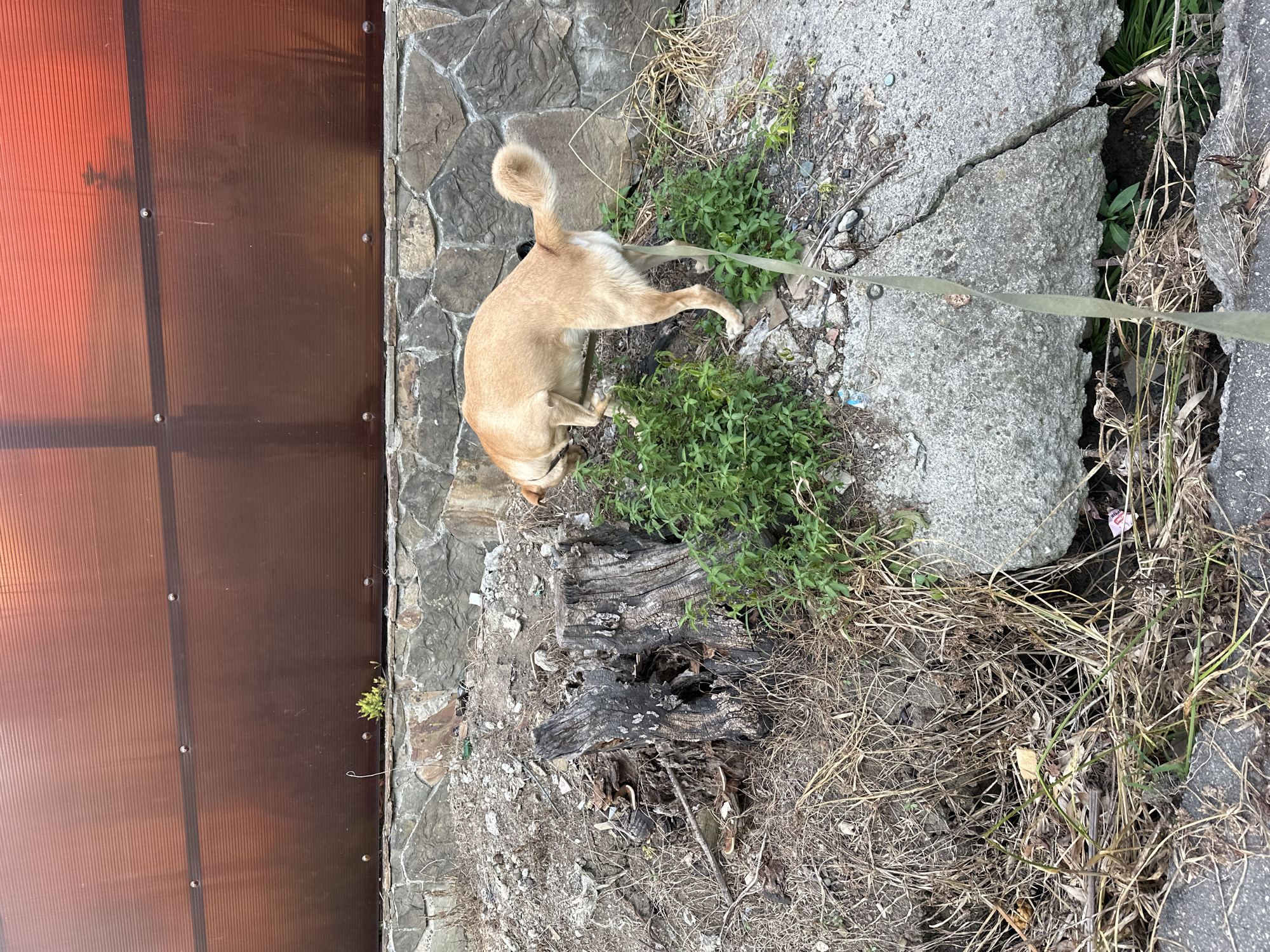 The image shows a light brown dog sniffing the ground near a tree stump. The dog is wearing a collar and a leash. The scene appears to be an outdoor area with a stone wall and a brown, translucent fence in the background. There is also a large concrete slab with cracks in the foreground, surrounded by dry grass and some green vegetation. The environment suggests a somewhat unkempt or natural setting, possibly on the outskirts of a residential area. The time of day appears to be late afternoon or early evening, given the warm light reflecting on the fence. There is no specific indication that this location is in Sochi, Russia.