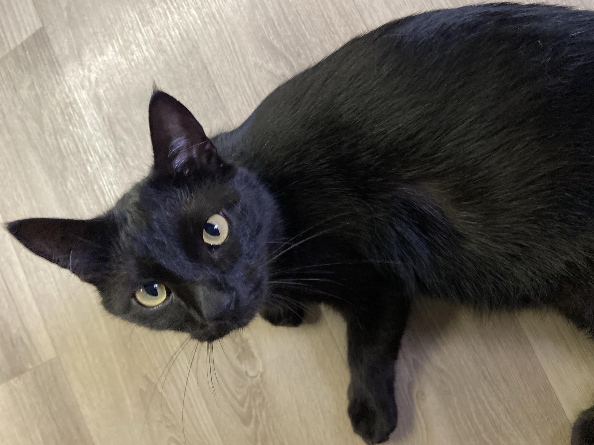 A black cat lies on a light-colored wooden floor. The cat is mostly facing the camera with its head tilted upwards. Its eyes are green and alert. The cat's body extends towards the right side of the frame. The background is the wooden floor, which appears to be laminate or engineered wood with a light, natural tone. The location is Unknown, Unknown.