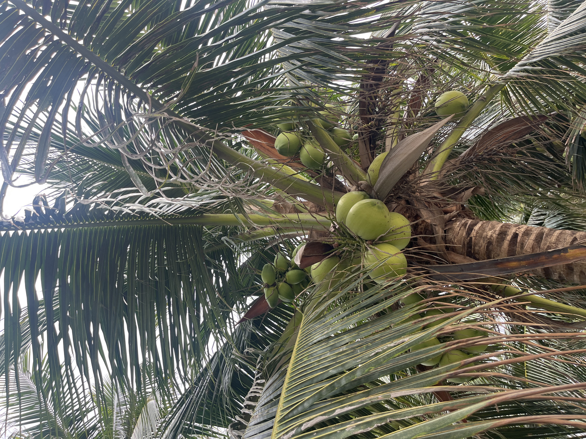 The image depicts a close-up, low-angle view of a coconut palm tree, presumably in Nha Trang, Vietnam, based on the context. The frame is filled with the tree's fronds, some green and healthy, others showing signs of age with yellowing and browning. Clusters of green coconuts are visible near the trunk, attached to the tree. The trunk itself is brown and textured. The sky is faintly visible through gaps in the foliage, suggesting a bright, overcast day. No people or signs of human activity are directly visible in the frame.