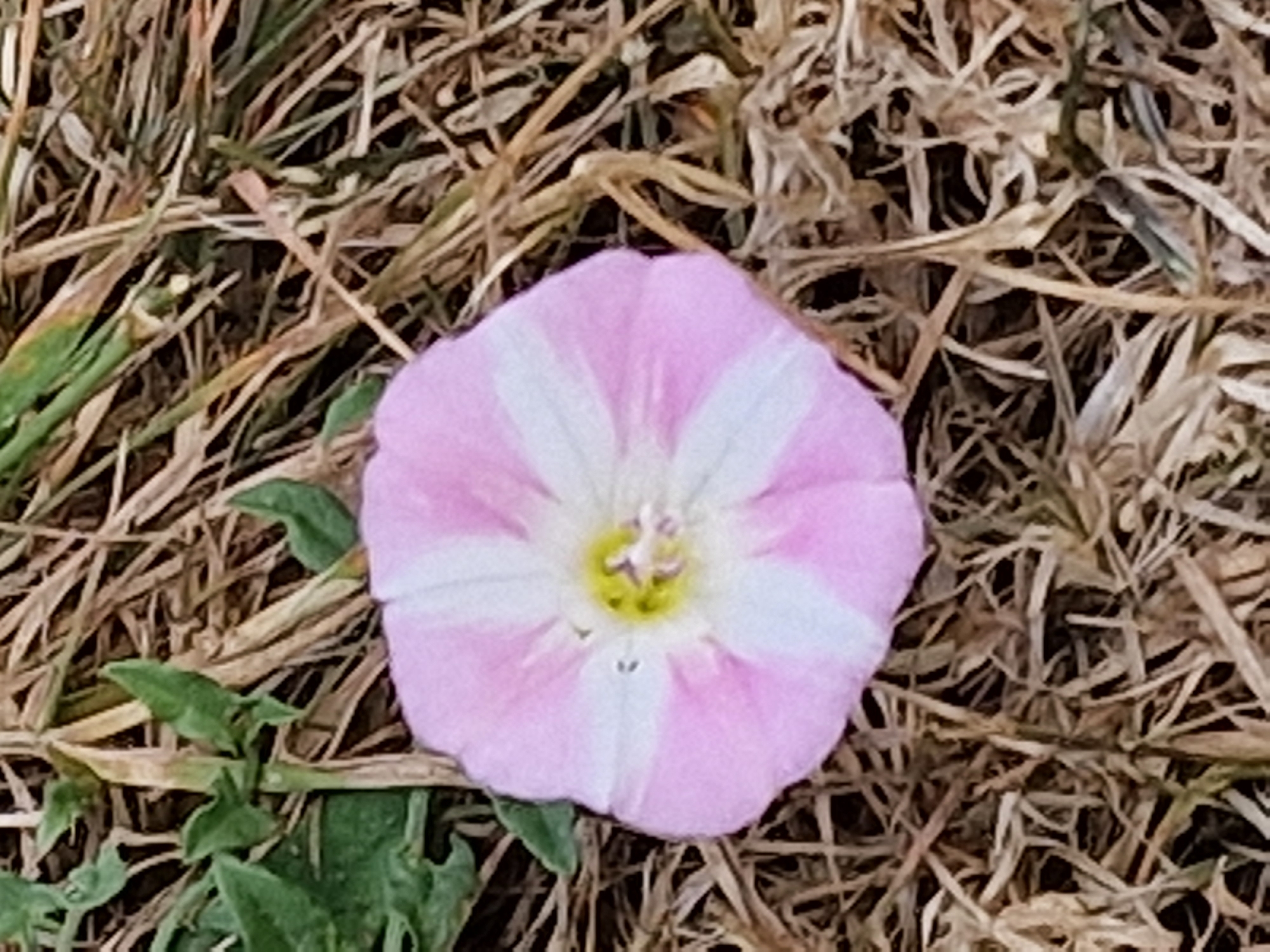 A close-up, overhead shot captures a single, funnel-shaped pink and white striped flower resting on dry grass and twigs. The flower's center is a bright yellow with delicate white stamens. Green leaves are visible in the upper left quadrant of the image. The scene appears to be an outdoor, natural setting. There is no information about Canterbury, United Kingdom in the image.
