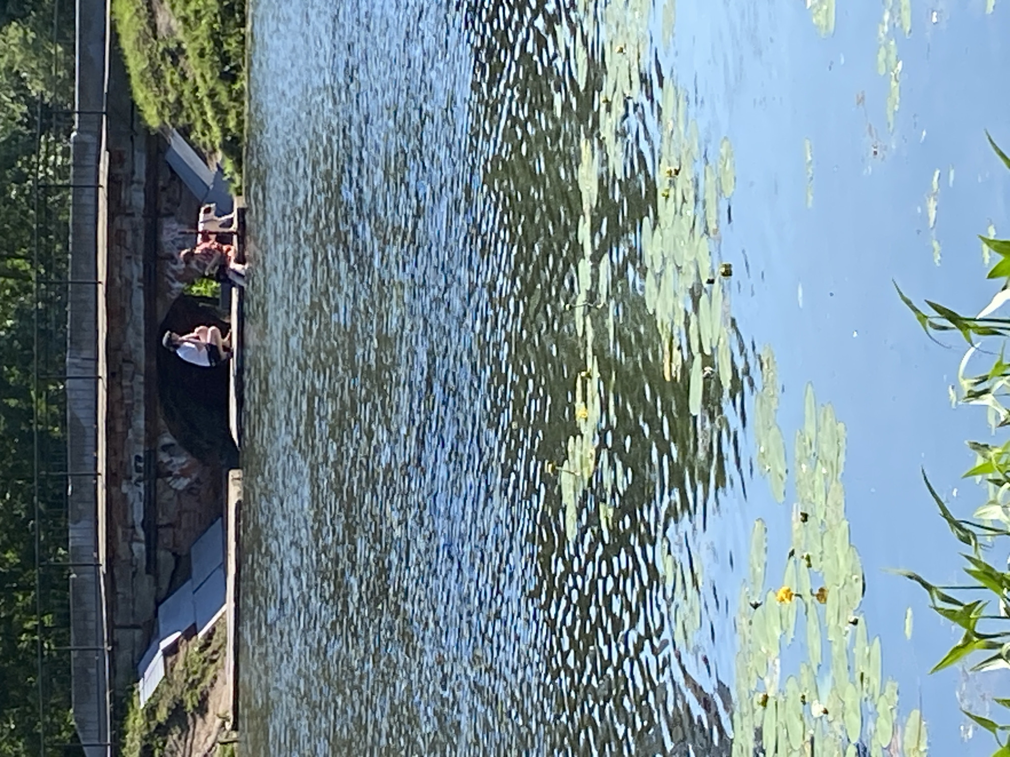 This is a medium shot, eye-level, outdoor photograph taken on a sunny day at the park "Malaya Okhta" in Saint Petersburg, Russia. The scene depicts a canal with a bridge arching over it. In the foreground, the water is covered with lily pads and some yellow lily flowers, with green aquatic plants visible at the bottom edge of the frame. In the middle ground, under the bridge's arch, two individuals and a dog are seated on a wooden platform at the edge of the canal. One person, wearing a white shirt and dark shorts, is crouching. The other person, wearing a patterned shirt and shorts, is sitting, and the dog, which appears to be white and brown, is standing next to them, with its head in the water. The bridge itself is constructed of stone and concrete, with some graffiti visible on its lower section. The banks of the canal are covered with grass and vegetation.