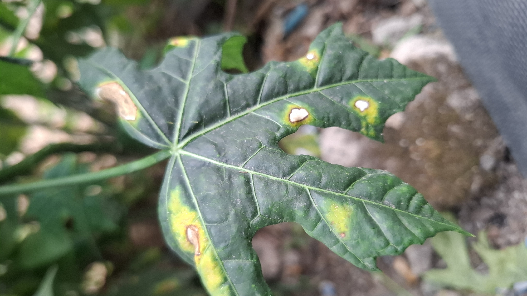 A close-up, eye-level, vertical shot shows a green leaf with several brown and yellow spots. The leaf has a lobed shape and prominent veins. The background is blurred and appears to be an outdoor setting with dirt, rocks, and green foliage. The image was taken in Cilaku, Indonesia.