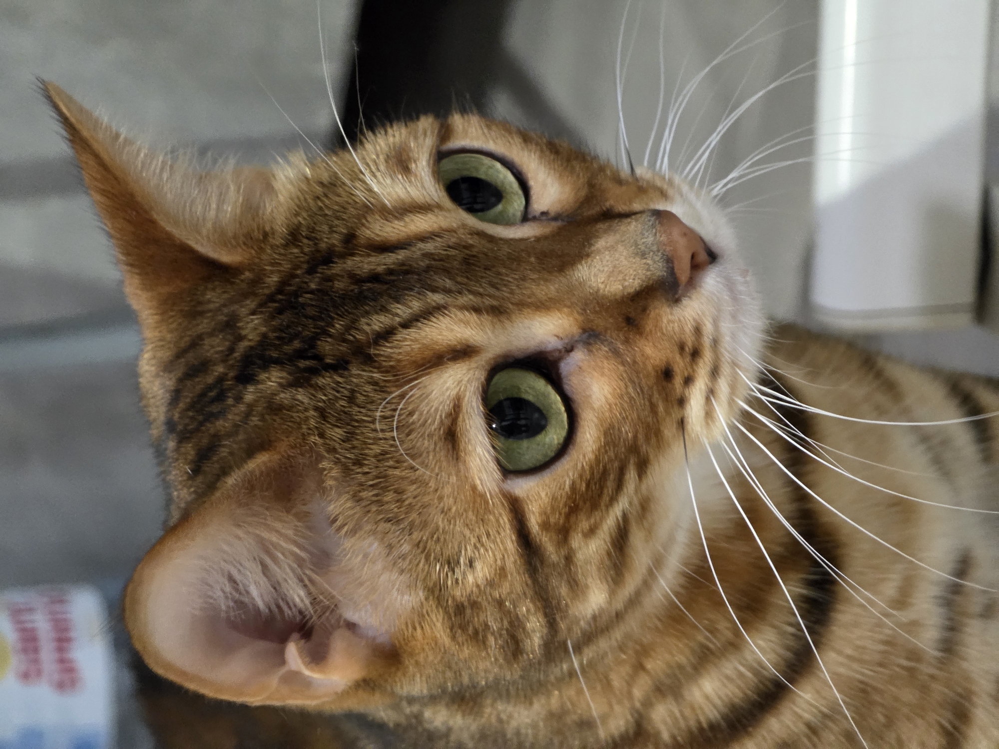 A close-up shot focuses on the head of a domestic cat. The cat has striking green eyes, prominent white whiskers, and a patterned coat of brown and black stripes, characteristic of a Bengal breed. The background is out of focus, showing a blurred grey wall and a hint of a white object at the bottom right. There is no visible indication of the cat's location within the city of Сокуры, Russia, nor are there any people or other discernible elements to provide further environmental context.