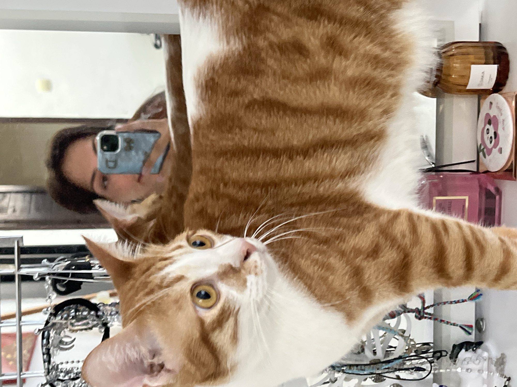 A person is taking a selfie in a mirror with an orange tabby cat. The person's face is visible in the reflection, holding a light blue phone case. The cat is in the foreground, looking up, with white fur on its chest and face, and orange stripes on its back and head. Behind the cat and the person's reflection are various items, including a jewelry holder filled with bracelets and necklaces, and a shelf with perfume bottles and other small containers. The setting is in a bathroom or bedroom, but the specific location in Unknown, Indonesia cannot be determined from the image.