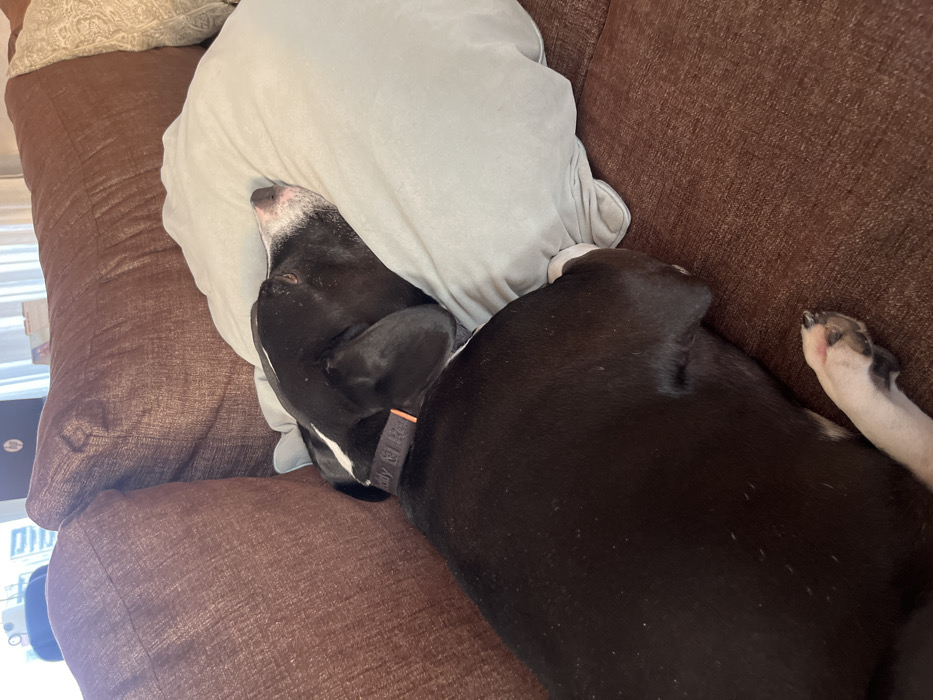 A black and white dog is sleeping soundly on a brown couch. The dog's head is resting on a light gray pillow, with its ears flopped down. The dog has a collar on, and one white paw is visible. The couch appears to be made of a textured fabric. The overall scene is peaceful and cozy.